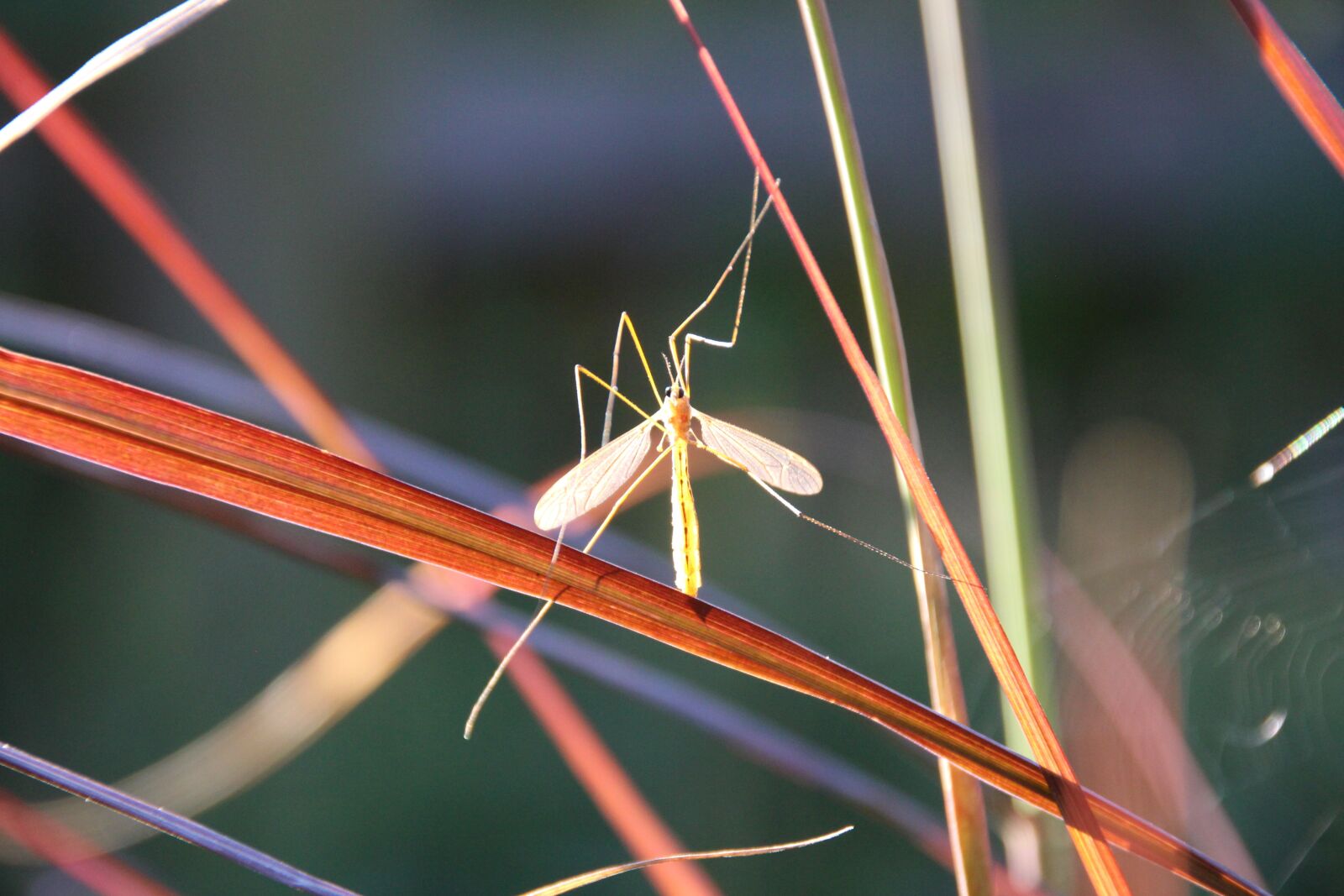 Canon EOS 650D (EOS Rebel T4i / EOS Kiss X6i) sample photo. Insect, schnake, backlighting photography