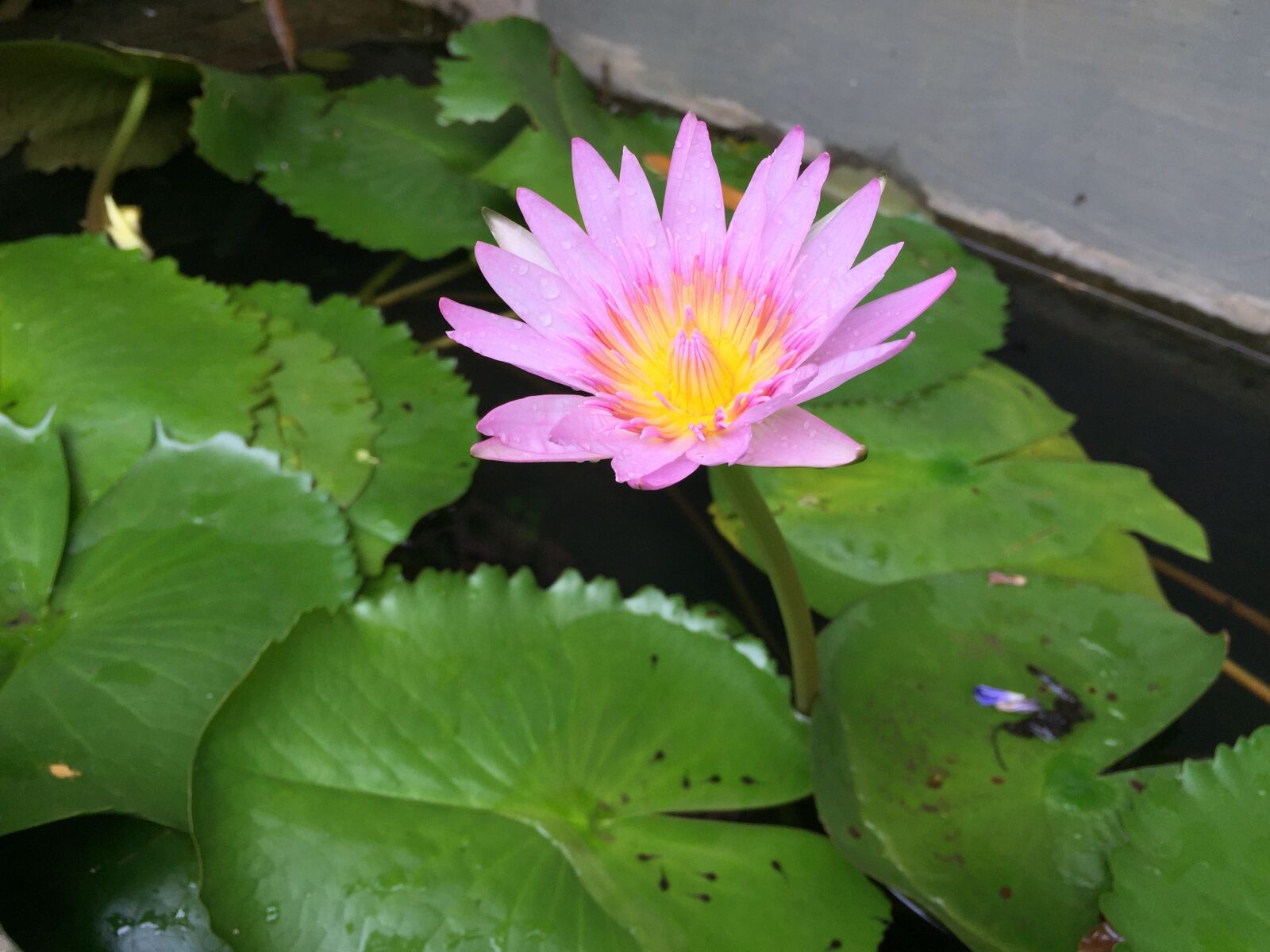 Apple iPhone 6 sample photo. Flower, water, floating photography