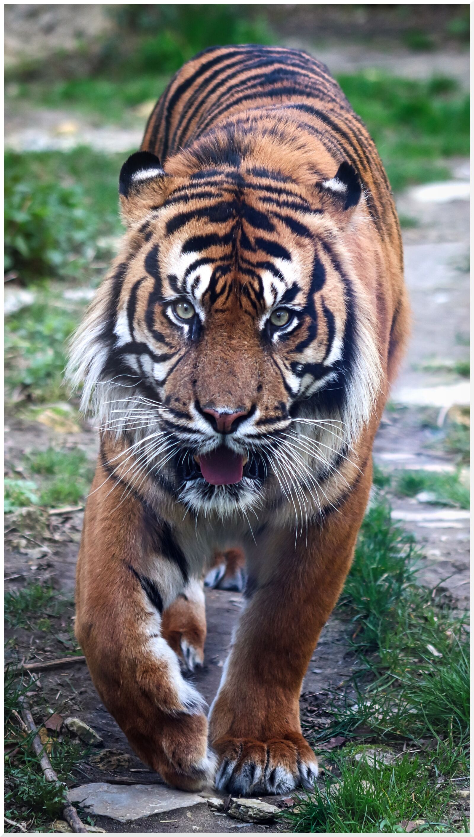 Canon EF75-300mm f/4-5.6 sample photo. Tiger, run, stripes photography