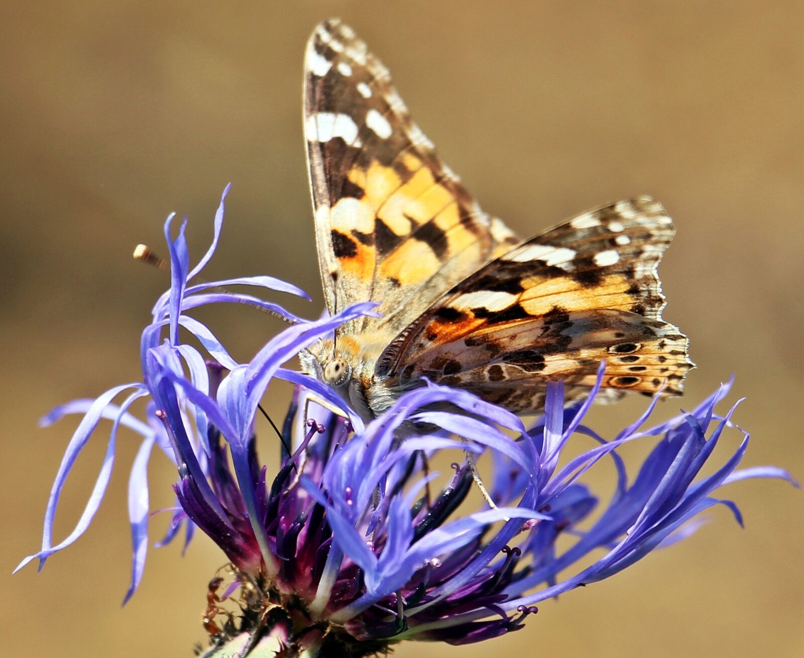 Canon EOS 550D (EOS Rebel T2i / EOS Kiss X4) sample photo. Butterfly, cornflower, ants photography