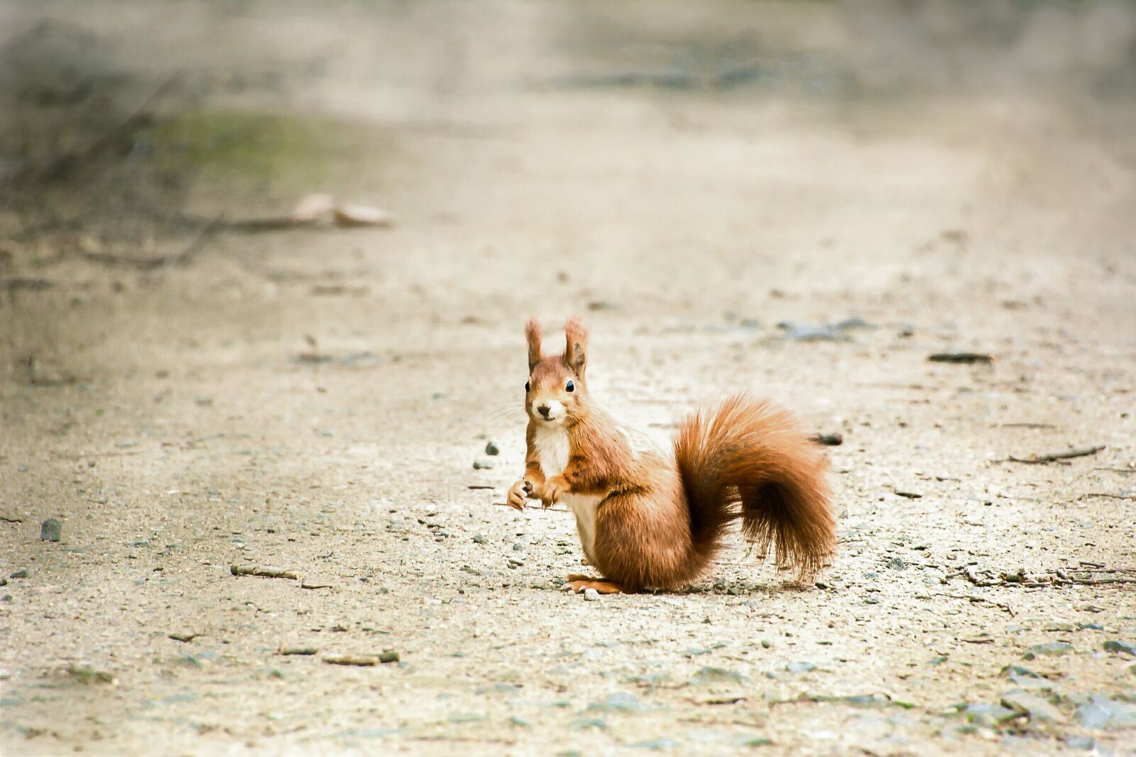 Nikon D5200 sample photo. Nature, animal, animal world photography