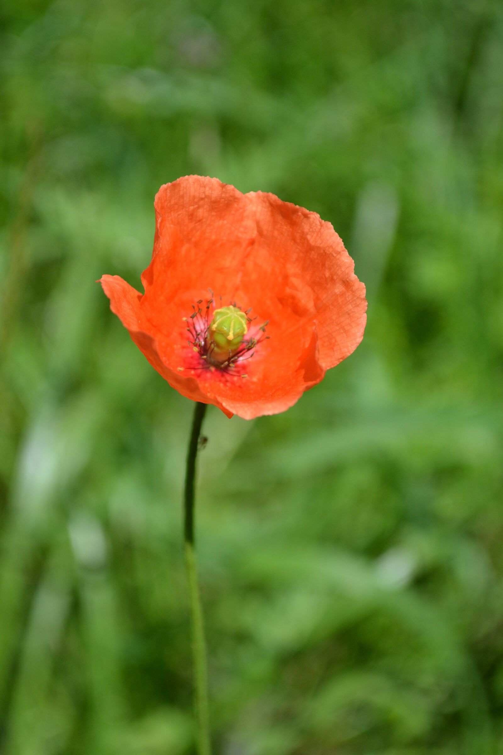 Nikon D3100 sample photo. Poppy, red, nature photography