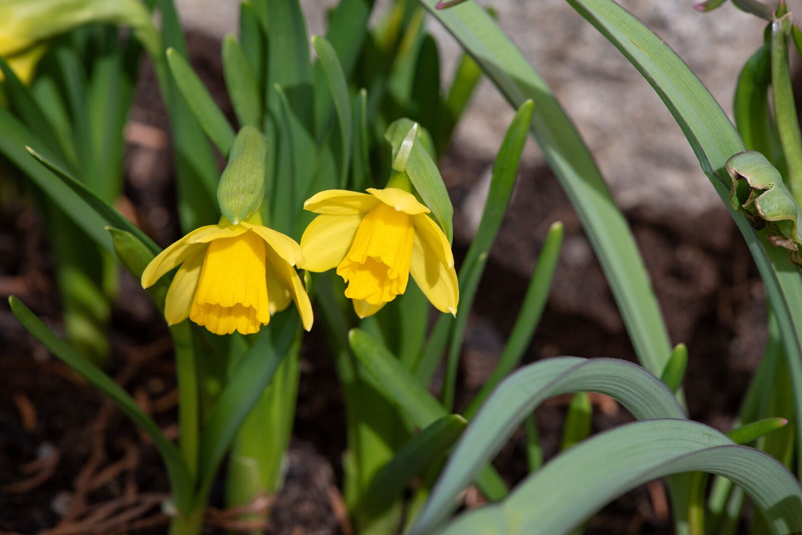 Nikon D750 sample photo. Daffodils, yellow, flowers photography