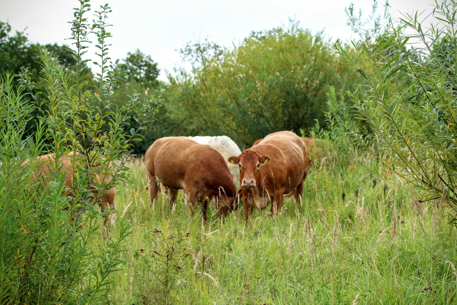Canon EOS 600D (Rebel EOS T3i / EOS Kiss X5) + Canon EF 50mm F1.4 USM sample photo. Cattle, cows, pasture photography