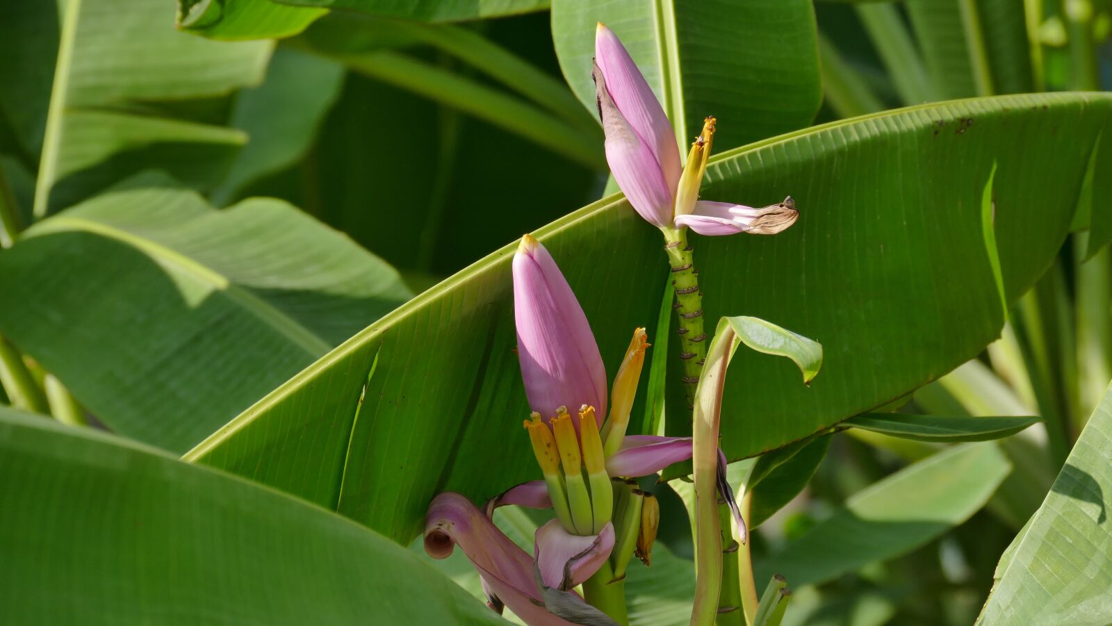 Leica V-Lux (Typ 114) sample photo. Banana blossom, flowers, b photography