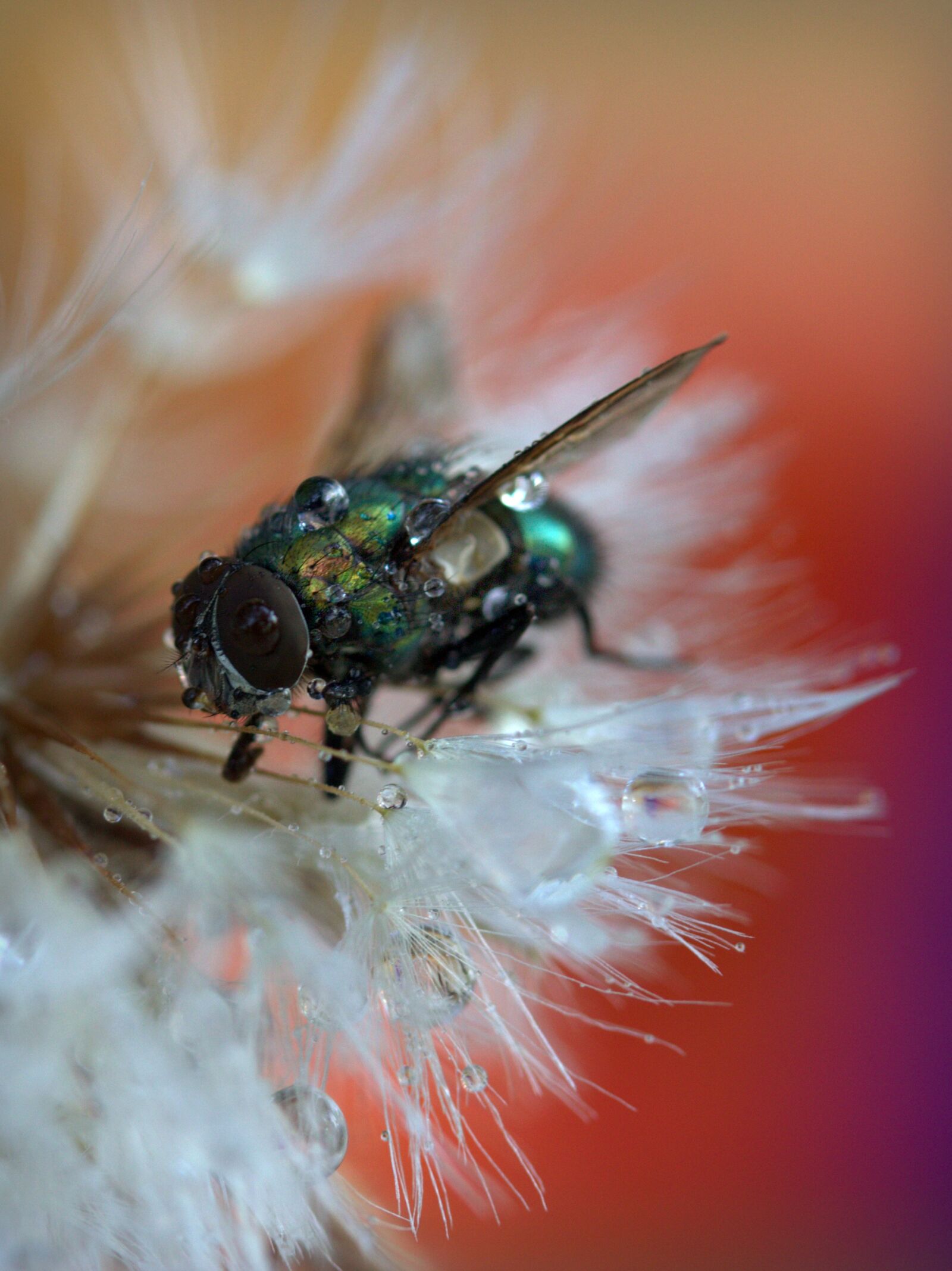 Canon EF-S 60mm F2.8 Macro USM sample photo. Fly, dandelion, drops photography