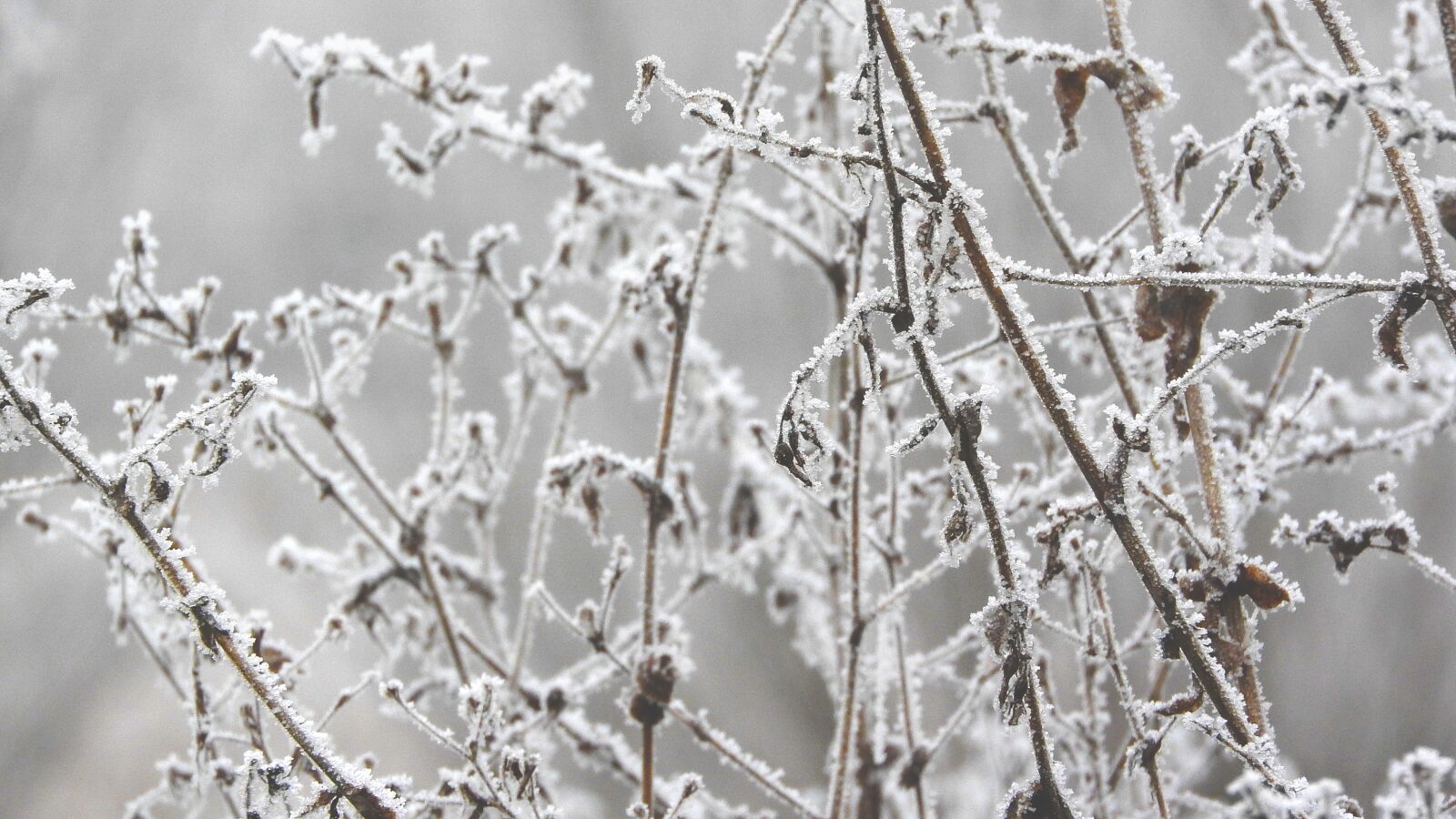 Nikon Coolpix P610 sample photo. Straws, frost, winter photography