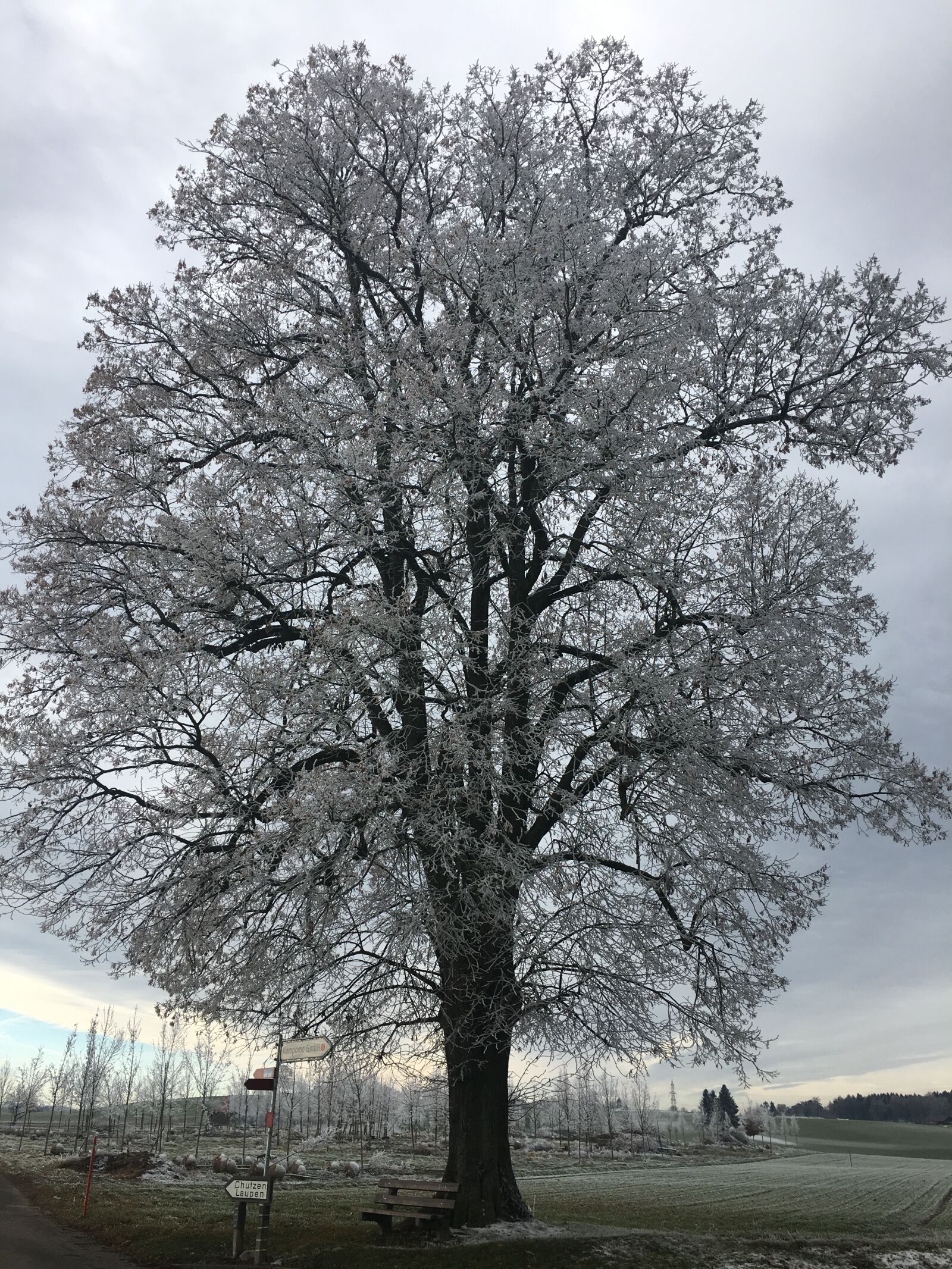 Apple iPhone 6s sample photo. Iced, tree, winter photography