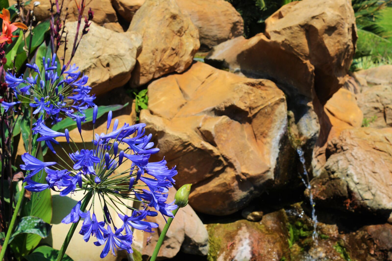 Canon EOS 100D (EOS Rebel SL1 / EOS Kiss X7) sample photo. Agapanthus, flower, rocks photography