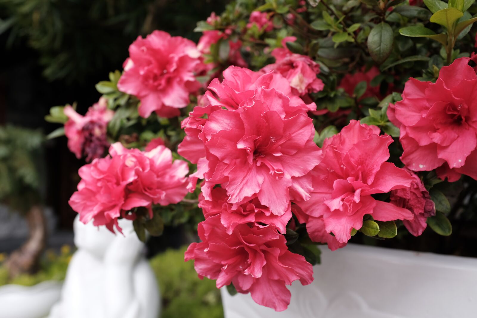 Fujifilm X100F sample photo. Flowers, azalea, flower photography