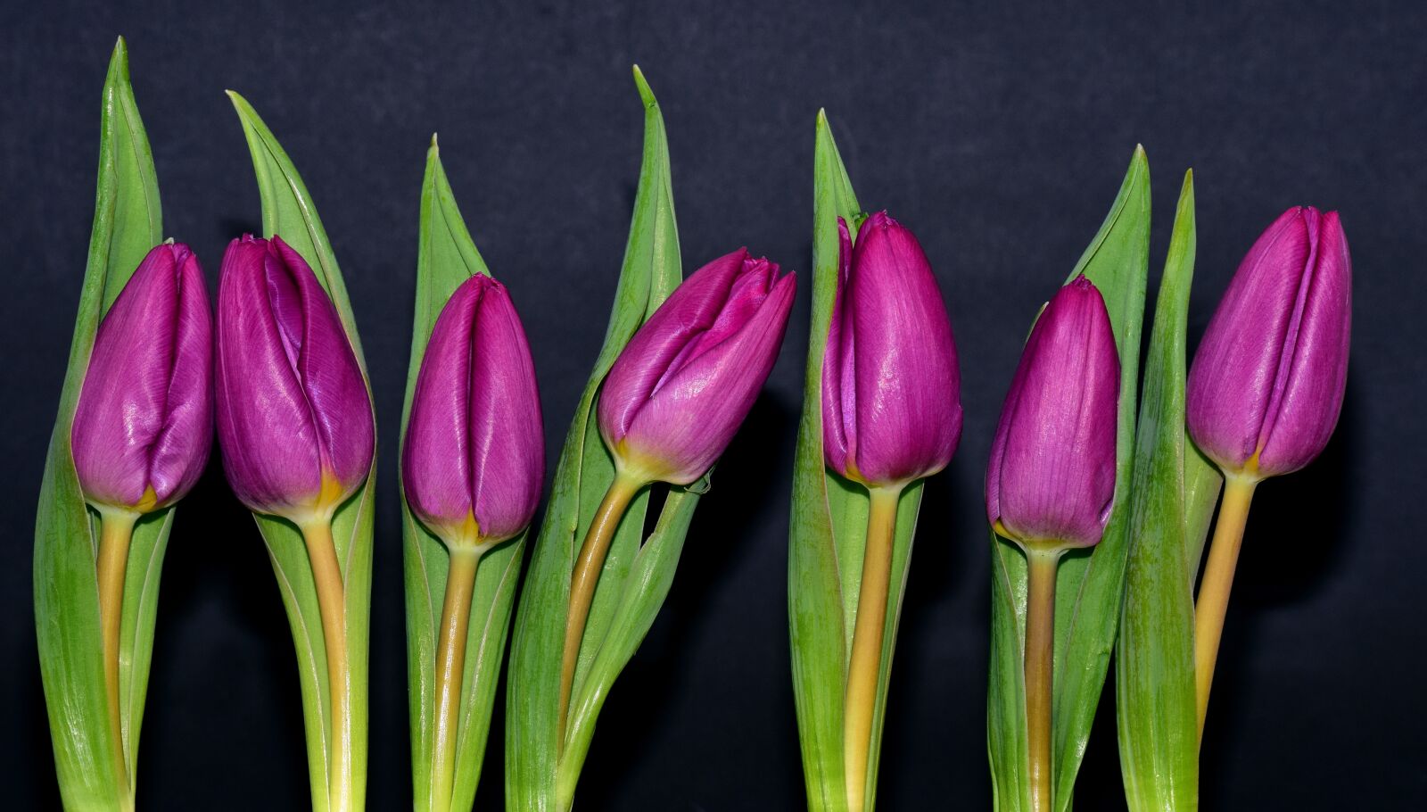 Nikon D3300 sample photo. Purple, violet, flowers photography