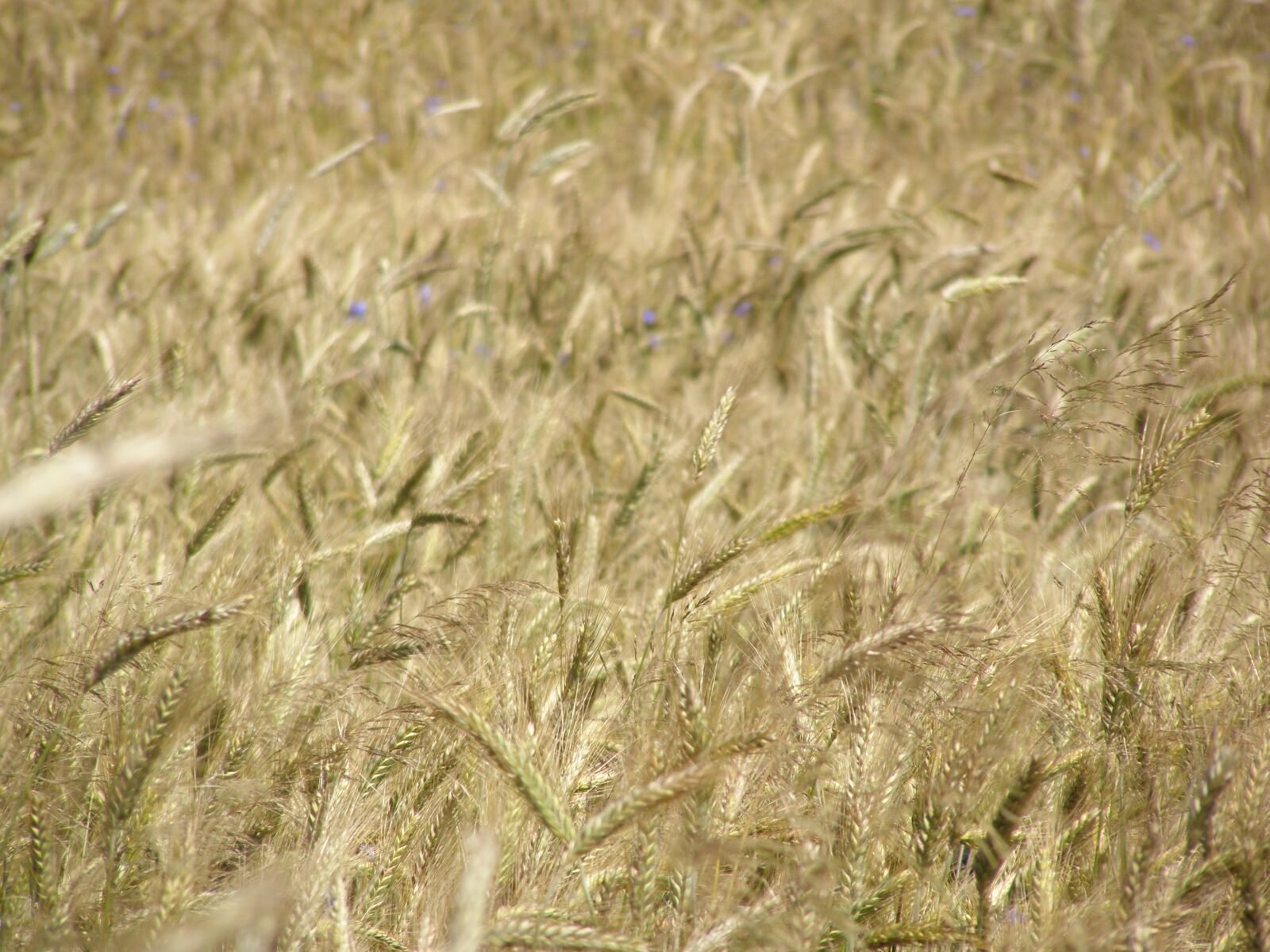 Olympus SP510UZ sample photo. Corn, field, summer photography