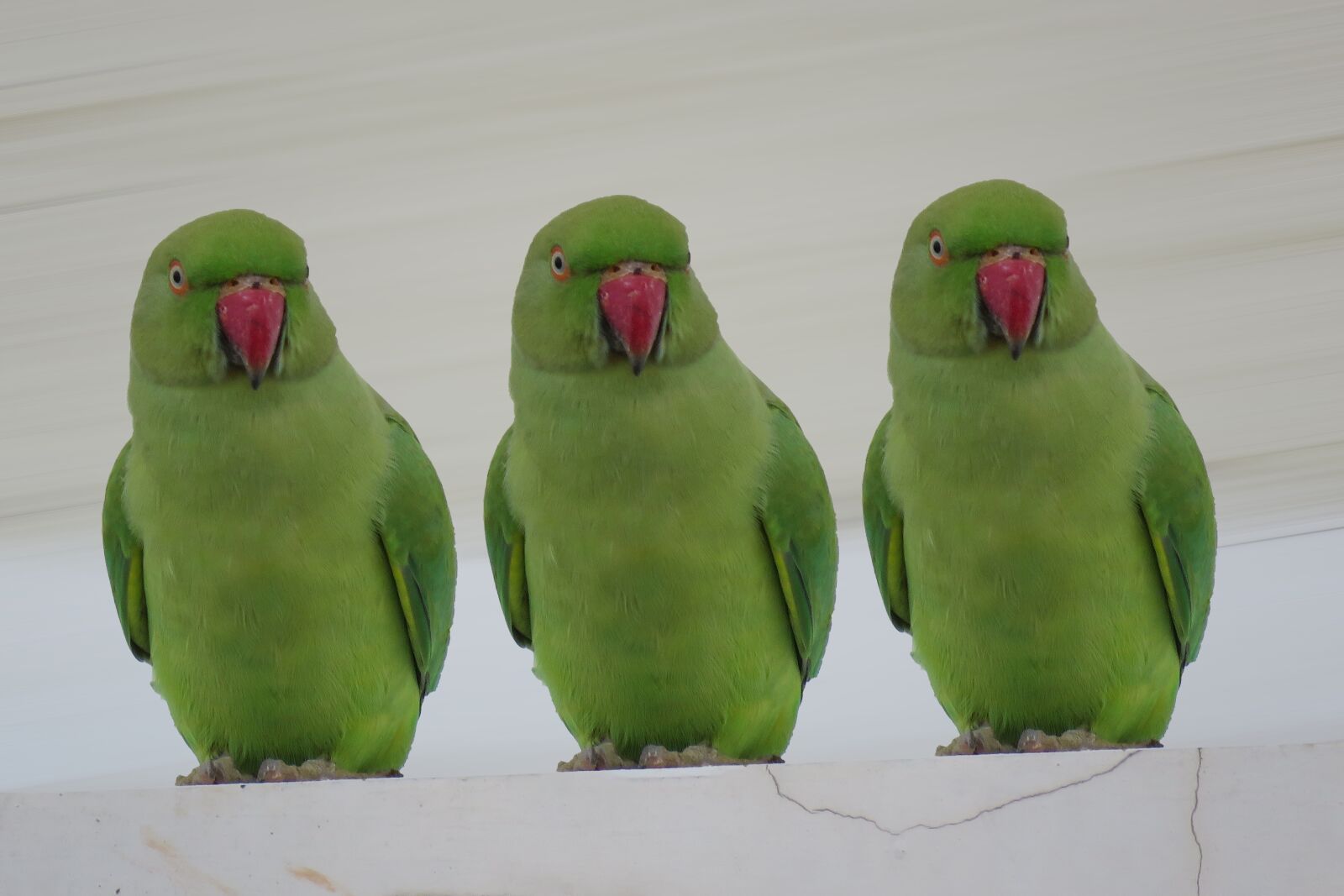 Canon PowerShot SX60 HS sample photo. Parrots, one two three photography
