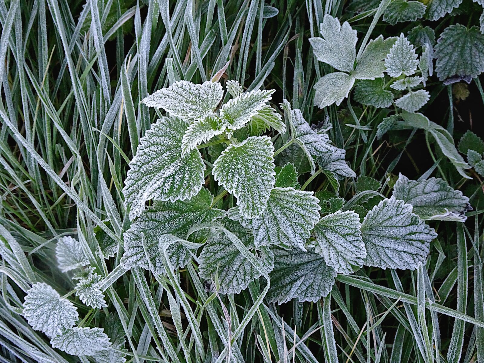 Sony Cyber-shot DSC-HX90V sample photo. Frost, leaves frosted, plants photography
