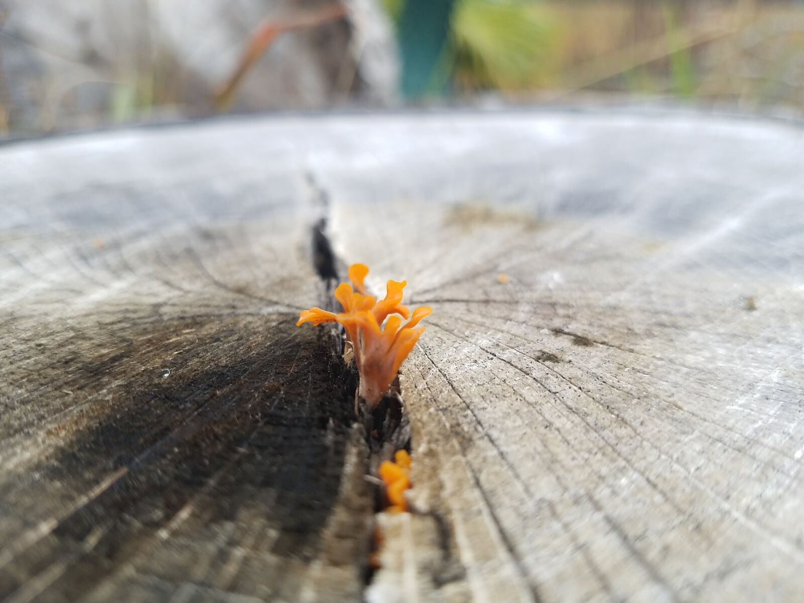 Samsung Galaxy S7 sample photo. Moss, growth, log photography