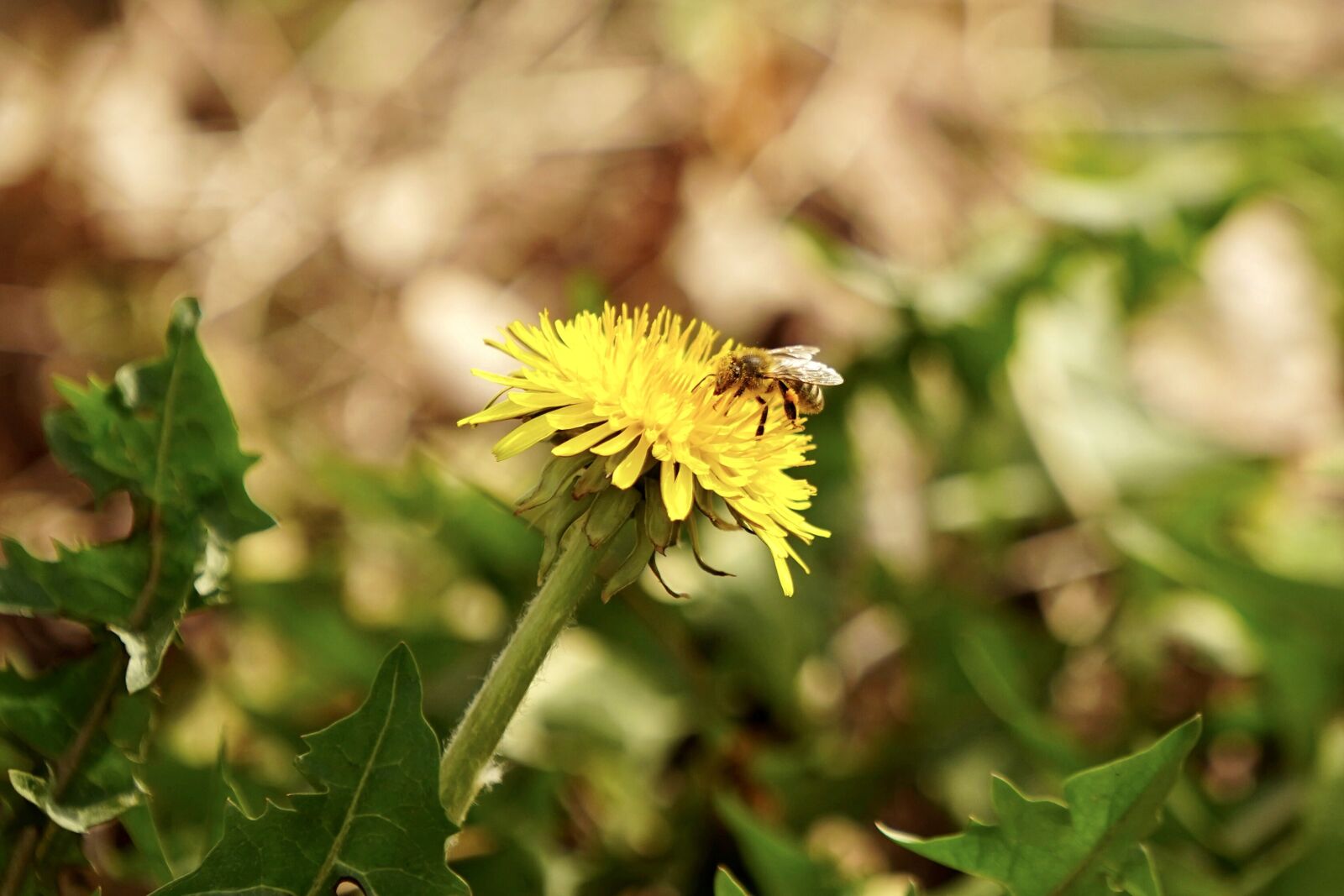 Sony a7 III sample photo. Bee, dandelion, blossom photography