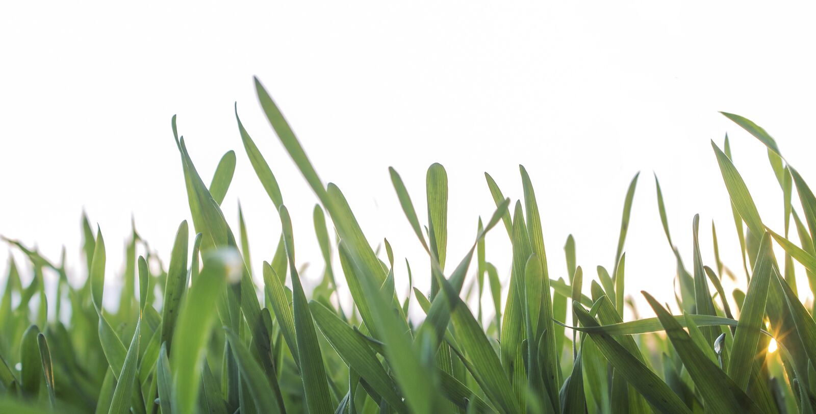 Canon EOS 1100D (EOS Rebel T3 / EOS Kiss X50) sample photo. Grass, isolated, nature photography