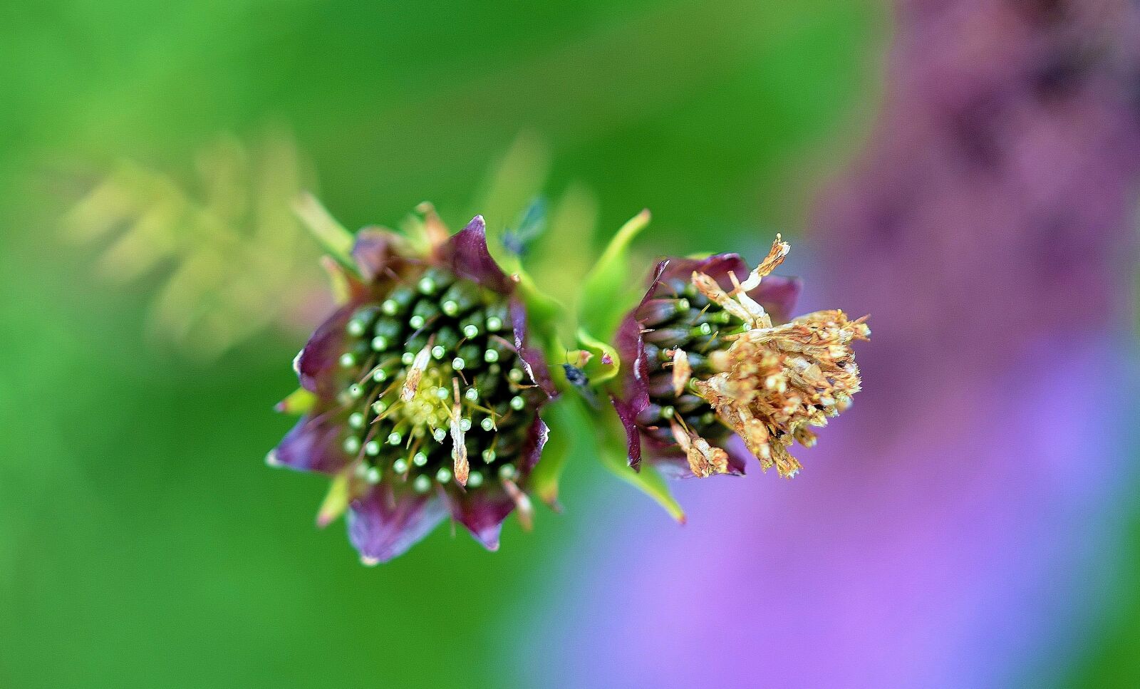 Nikon D7000 sample photo. Lila, flower, garden photography