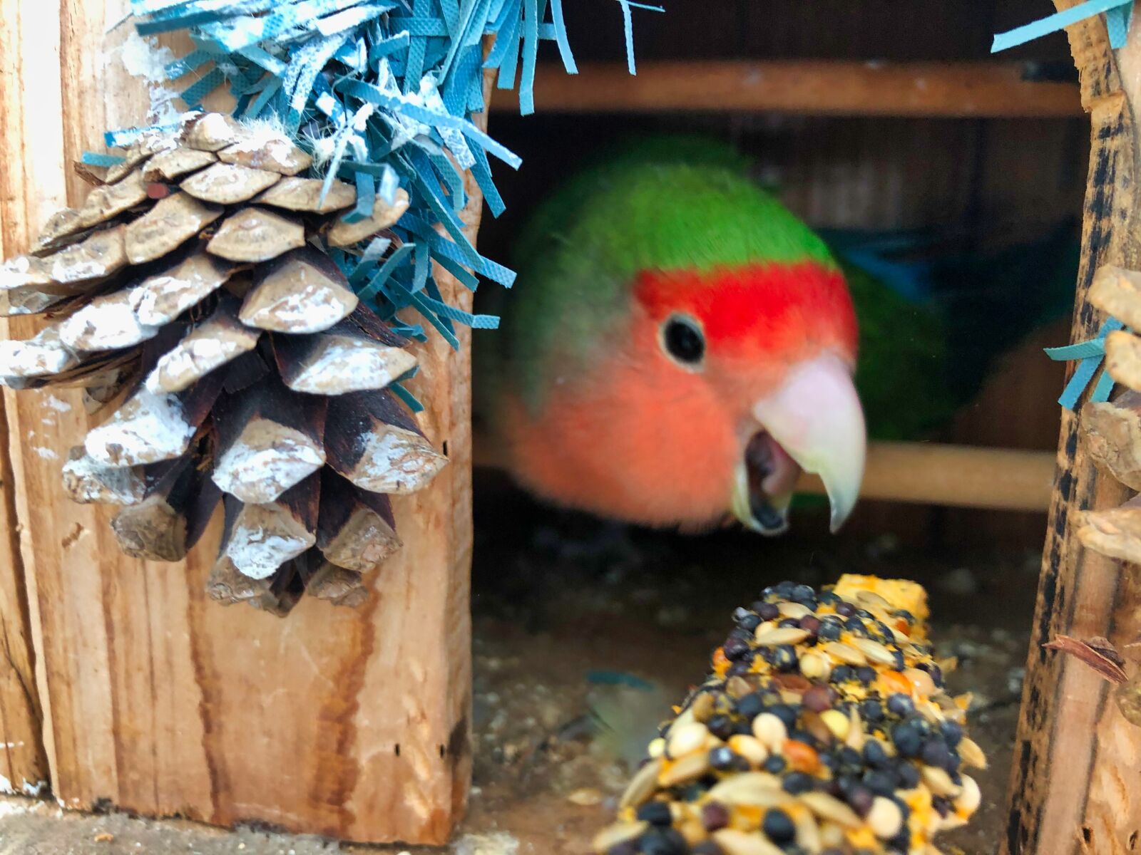 iPhone X back dual camera 4mm f/1.8 sample photo. Bird, birds, animals photography