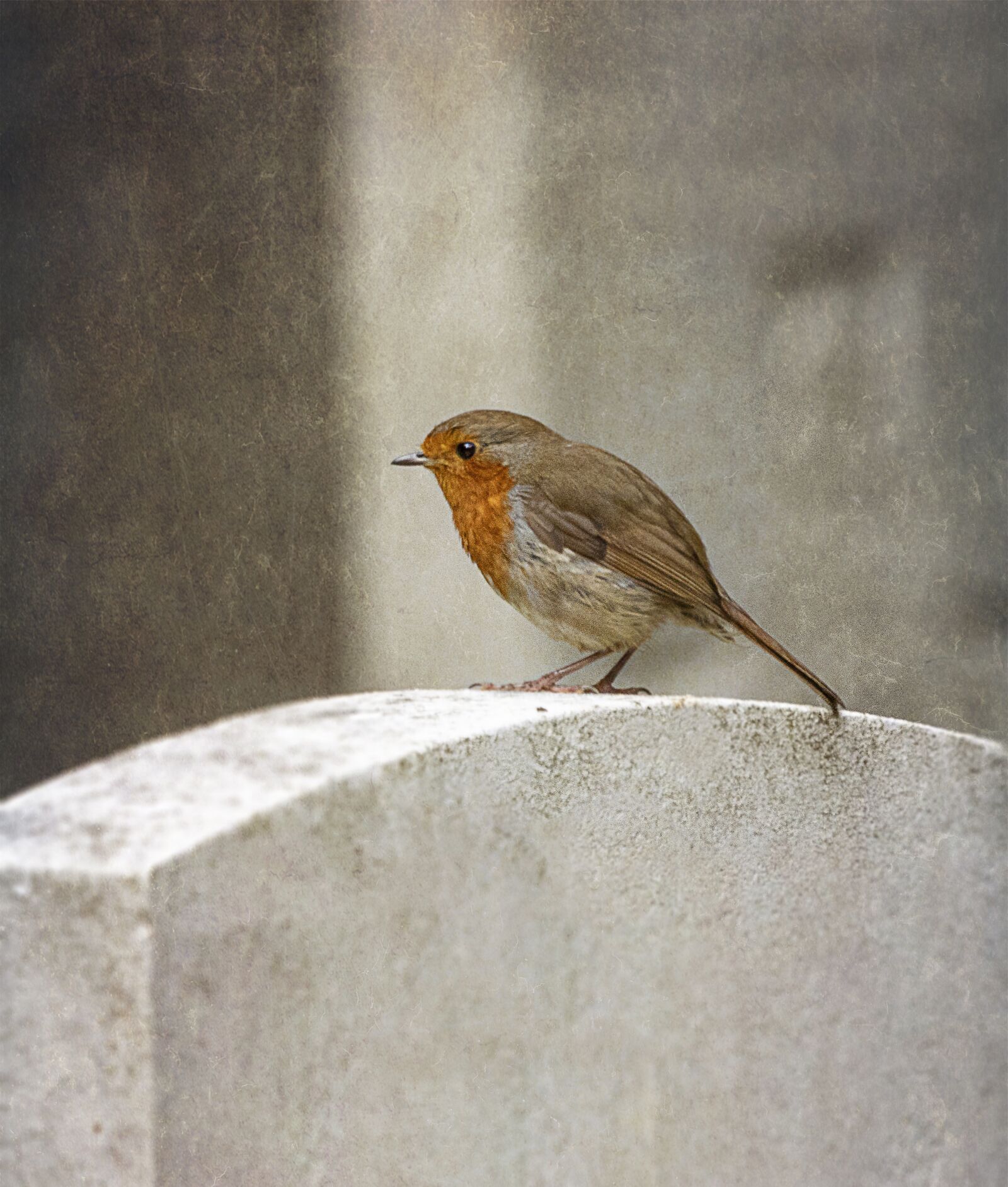 Sigma 100-400mm F5-6.3 DG OS HSM sample photo. Robin, bird, cheeky photography