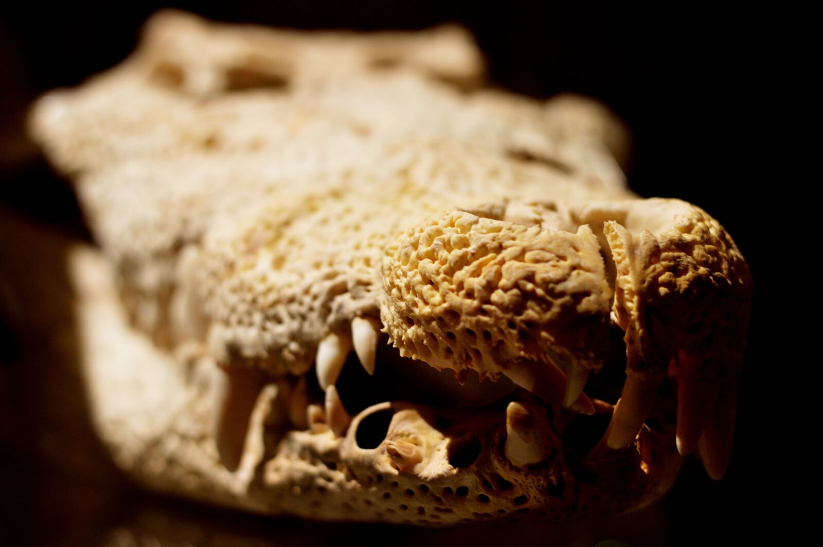 Nikon D3200 sample photo. Crocodile, reptile, bone photography