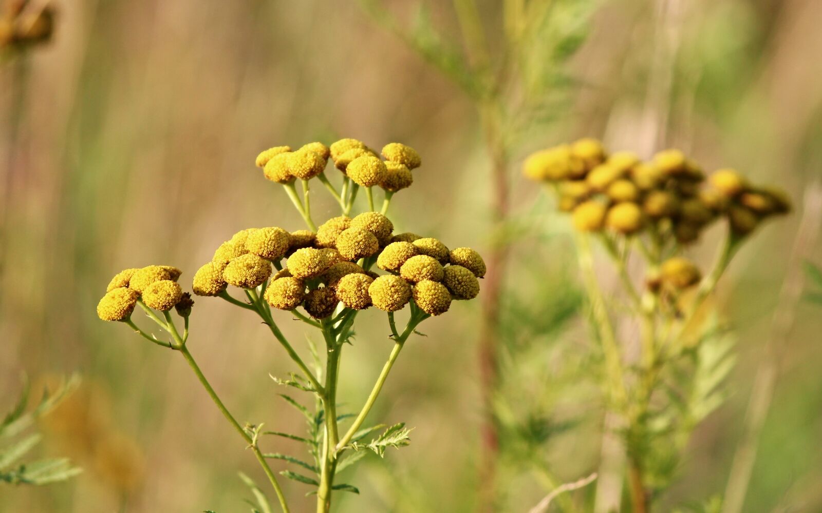 Canon EOS 1100D (EOS Rebel T3 / EOS Kiss X50) sample photo. Tansy, wild flower, tanacetum photography
