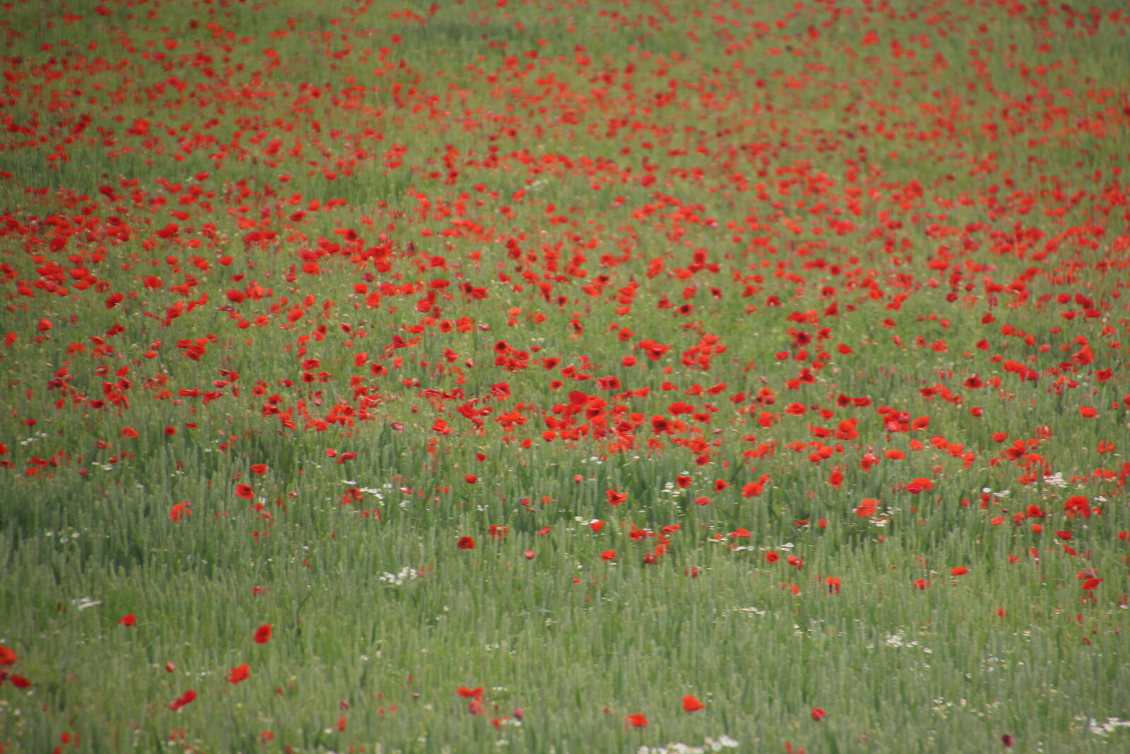Canon EOS 7D Mark II sample photo. Field, of, flowers, flowers photography