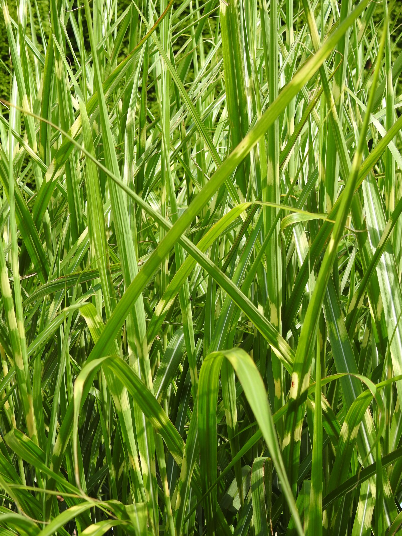 Nikon Coolpix P900 sample photo. Grass, zebra grass, elephant photography