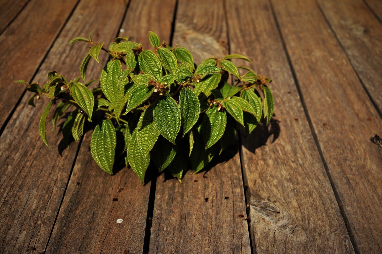 Canon EOS 200D (EOS Rebel SL2 / EOS Kiss X9) sample photo. Plant, wood, green photography