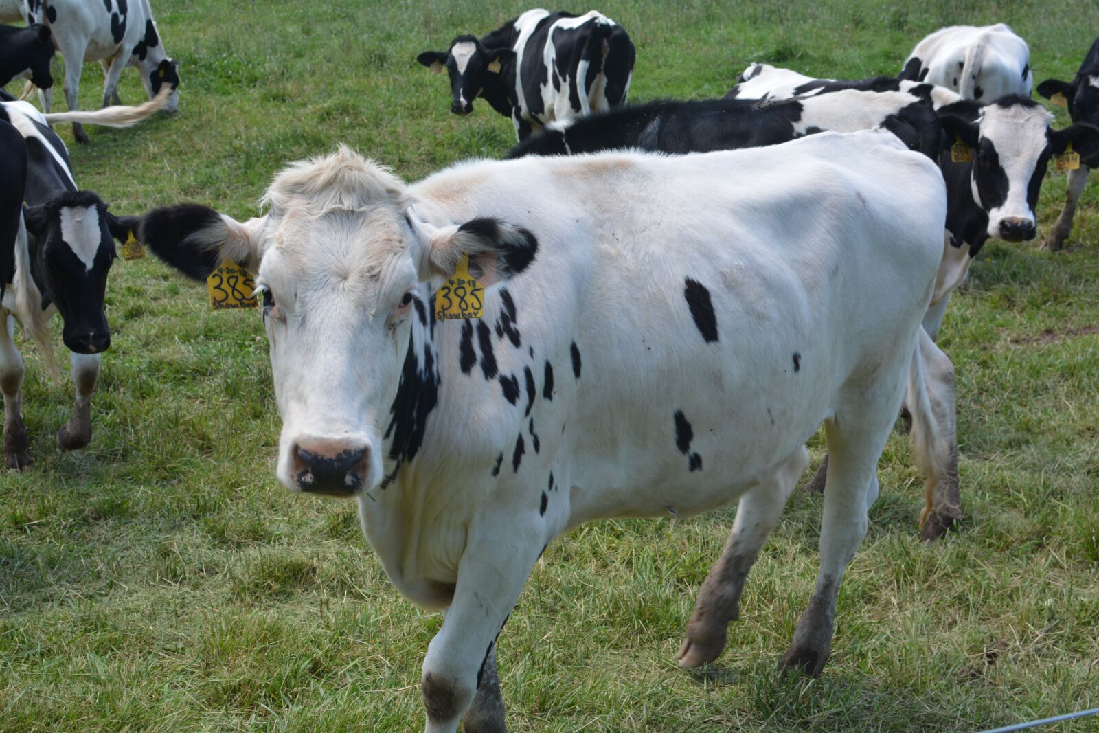 Nikon D5200 sample photo. Cow, farm, grass photography