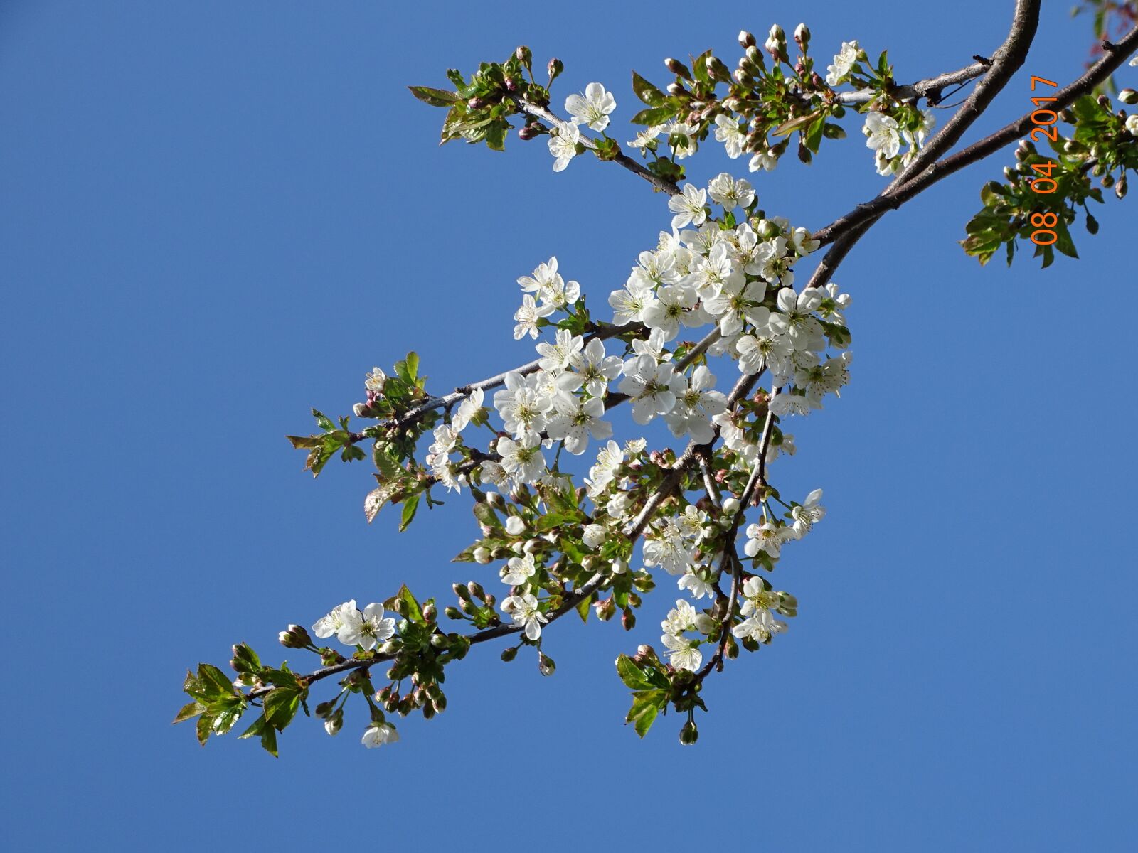 Sony Cyber-shot DSC-HX400V sample photo. Spring, nature, flowers photography