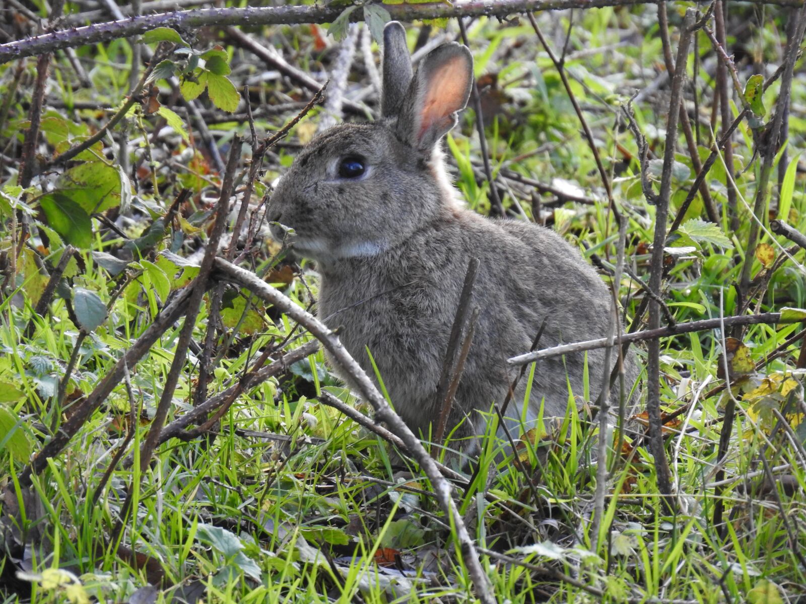 Nikon Coolpix P900 sample photo. Rabbit rabbit, portrait, nature photography