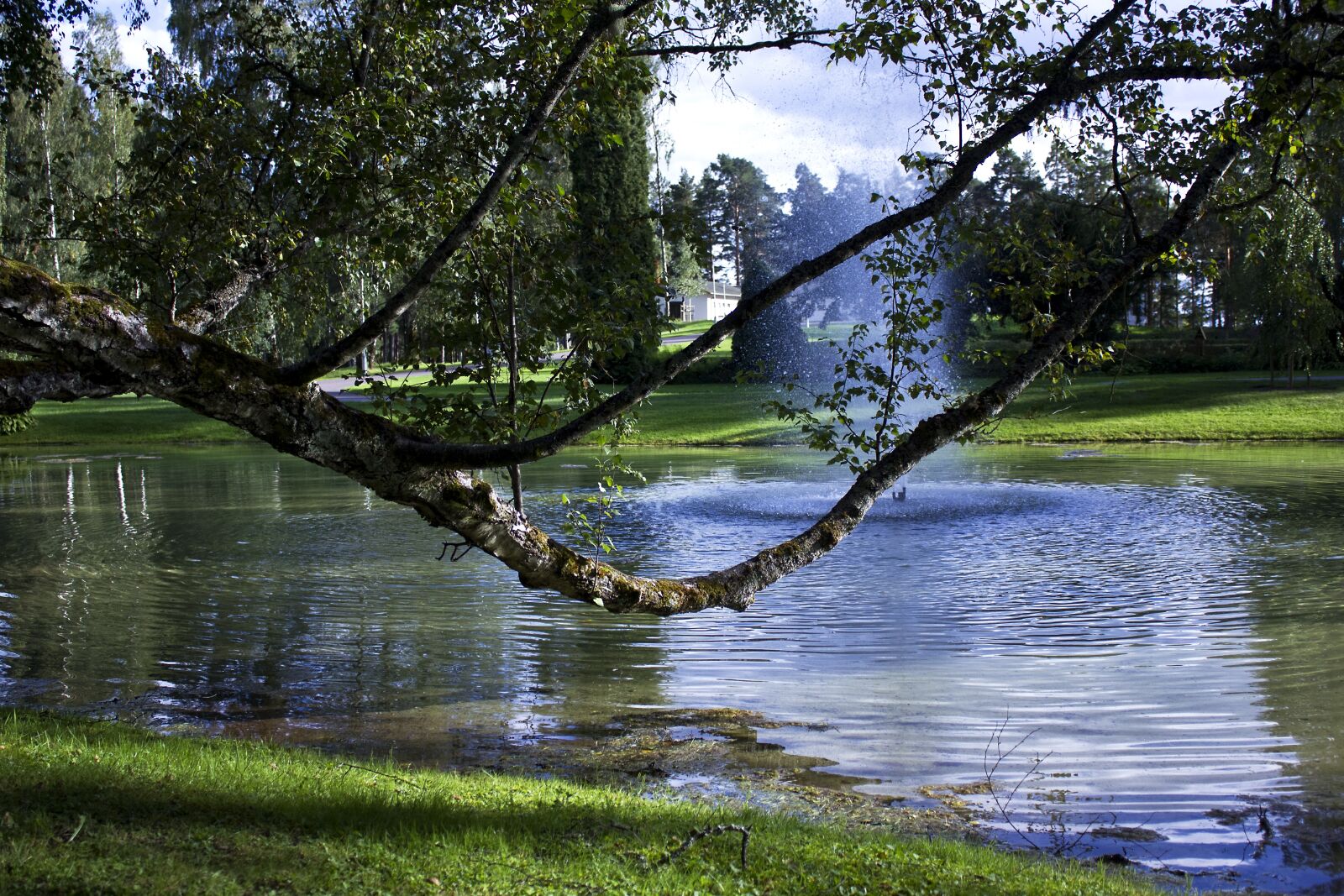 Canon EF-S 18-55mm F3.5-5.6 IS sample photo. Tree, tree branch, water photography