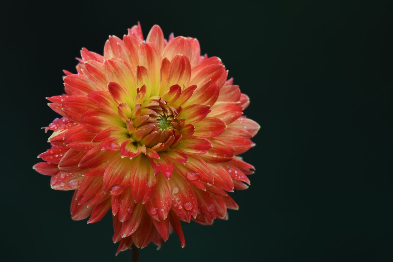 Nikon D500 sample photo. Dahlia, orange dahlia, morning photography