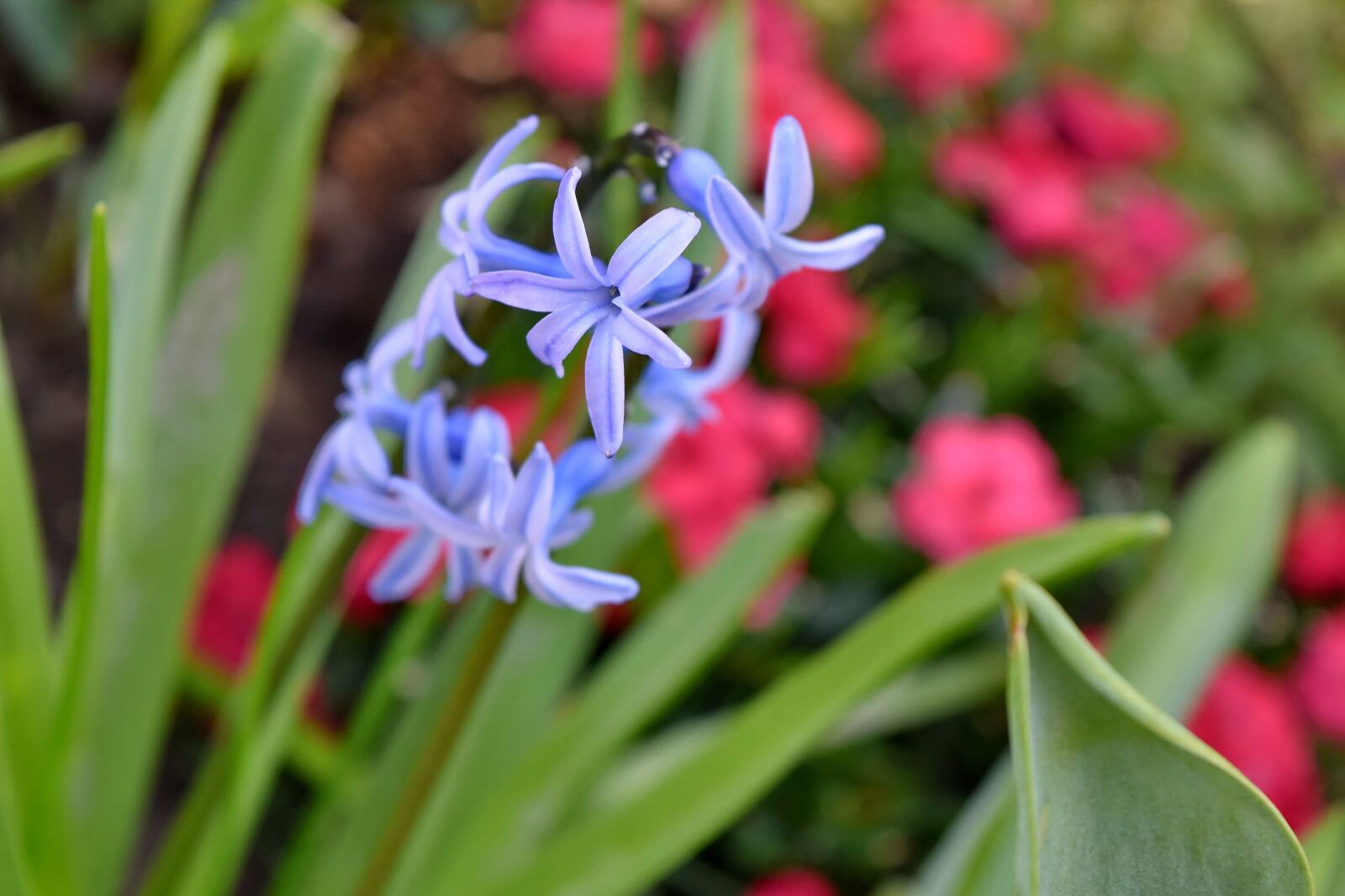 Nikon D5500 sample photo. Blossom, plant, nature, hyacinth photography