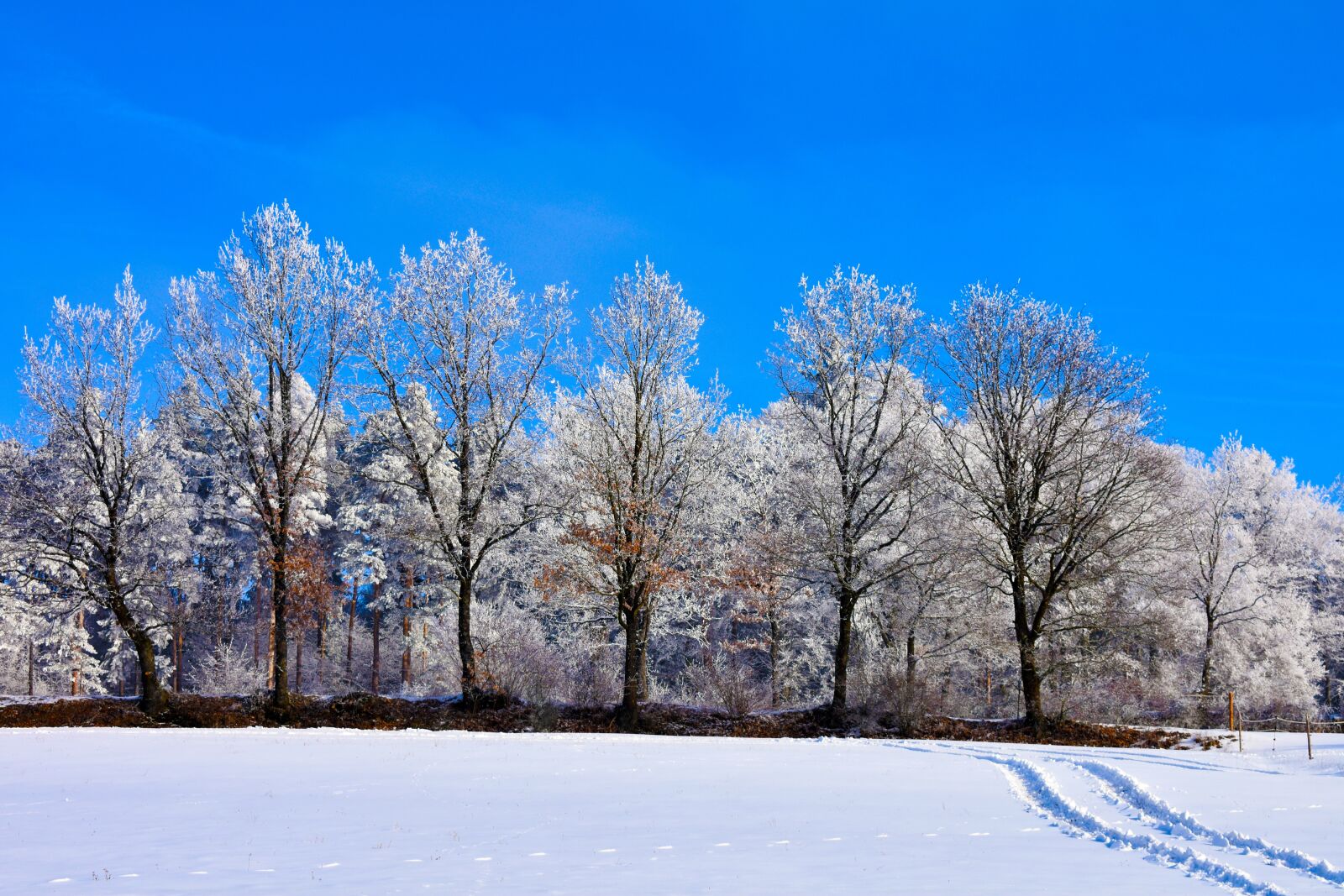 Nikon D3400 sample photo. Forest, bavaria, germany photography
