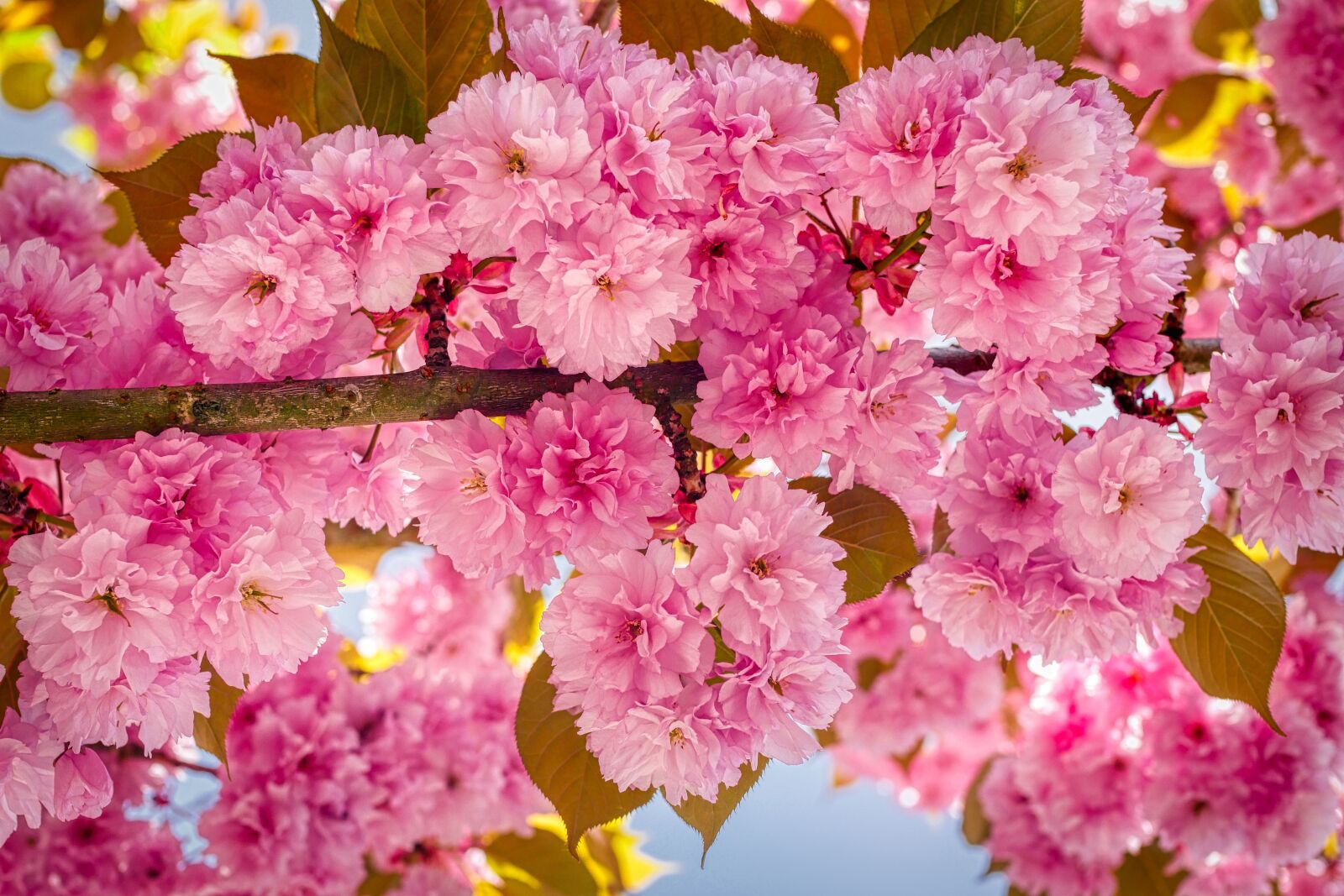 Panasonic Lumix DMC-GX8 sample photo. Almond tree, blossom, bloom photography