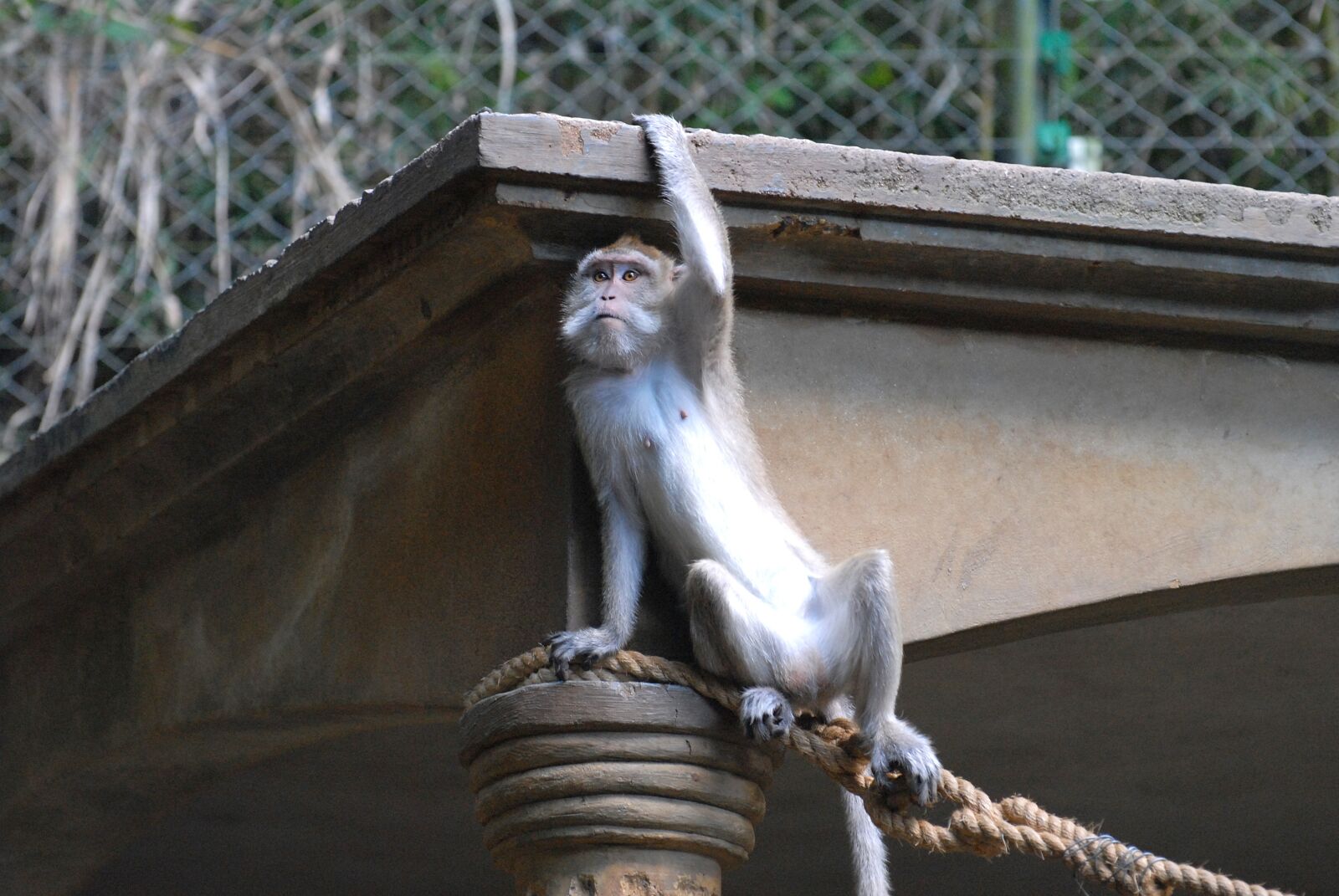 Nikon D200 sample photo. Monkey, animal, zoo photography