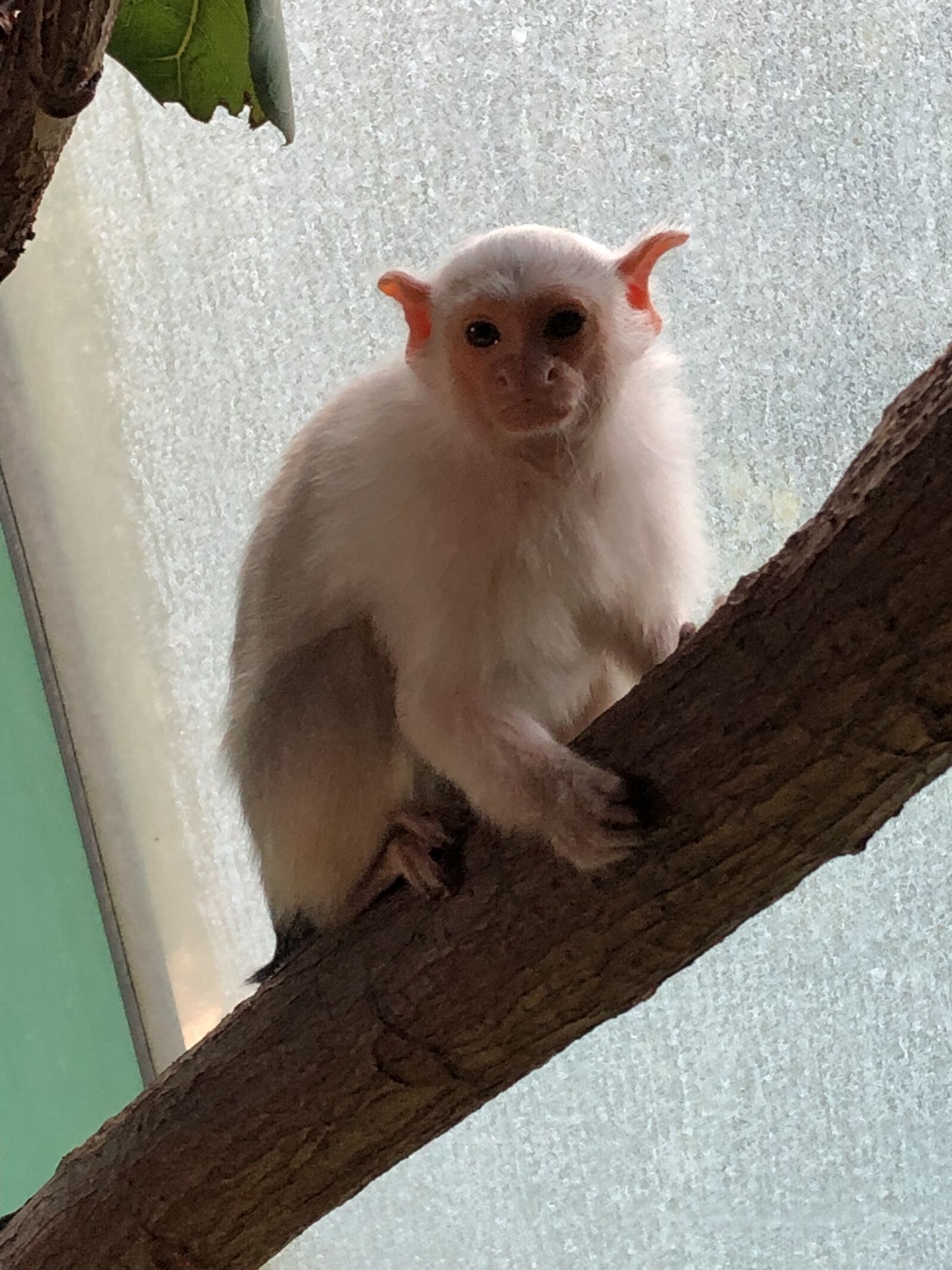 Apple iPhone 8 sample photo. Monkey, zoo, animal photography