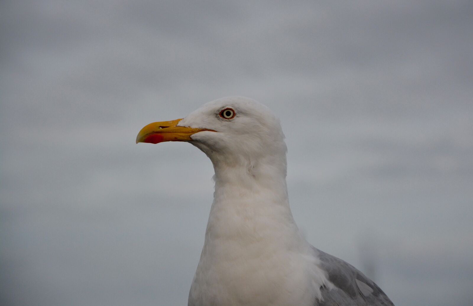 Nikon D5200 sample photo. Seagull head, profile, long-billed photography