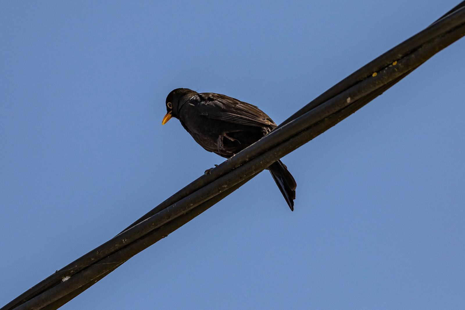 Canon EF 70-200mm F2.8L IS II USM sample photo. Spring, blackbird, wire rope photography