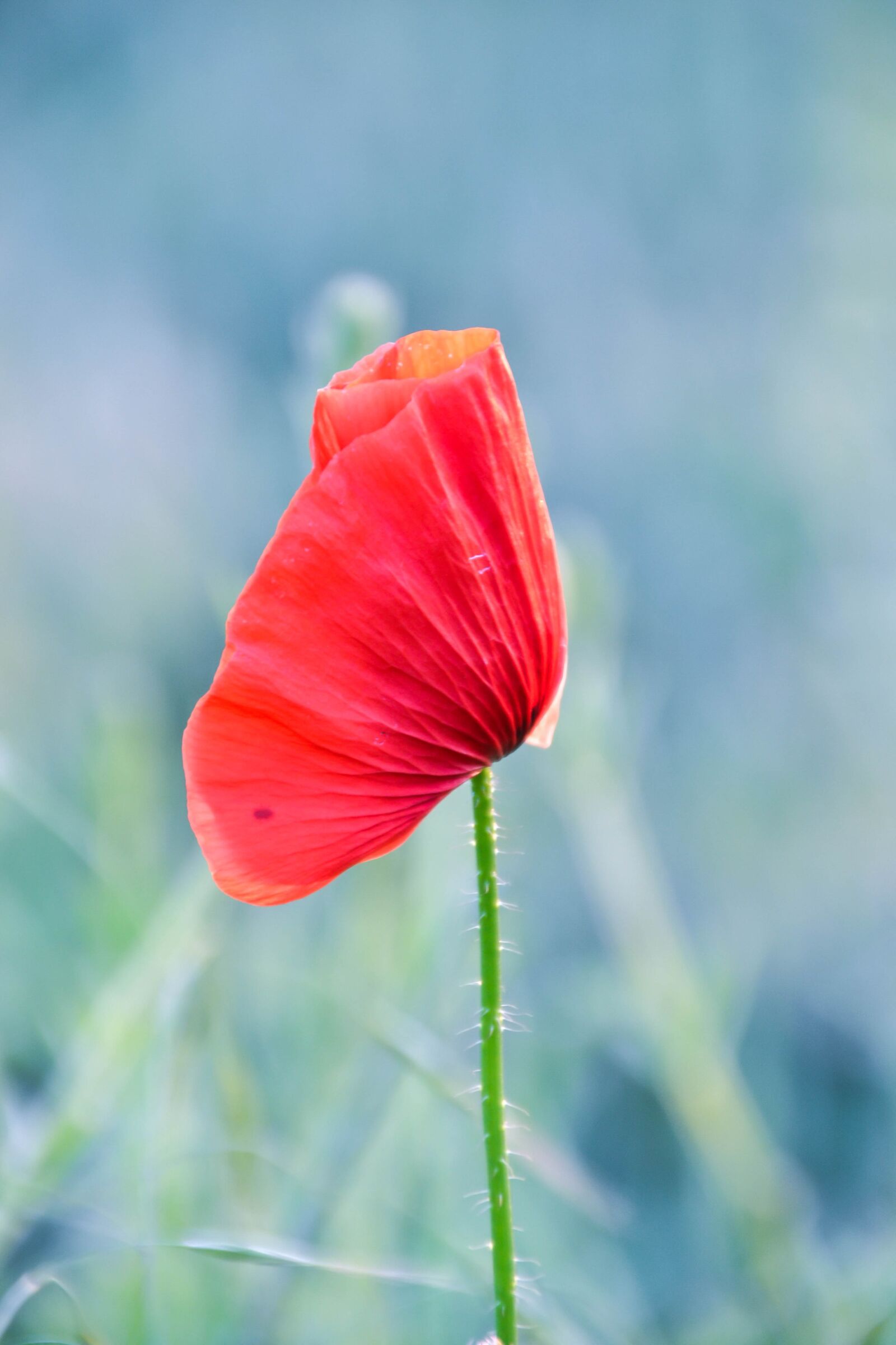 Nikon D3100 sample photo. Poppy, plant, flower photography