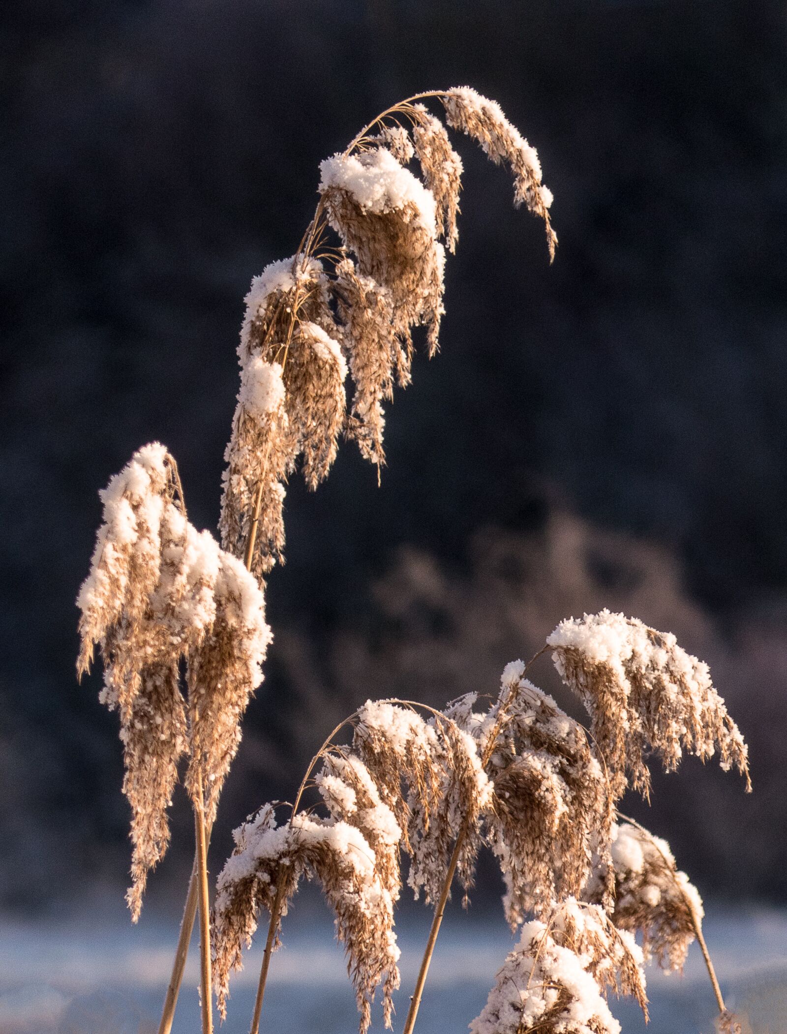 Panasonic Lumix DMC-FZ300 sample photo. Nature, winter, wintry photography
