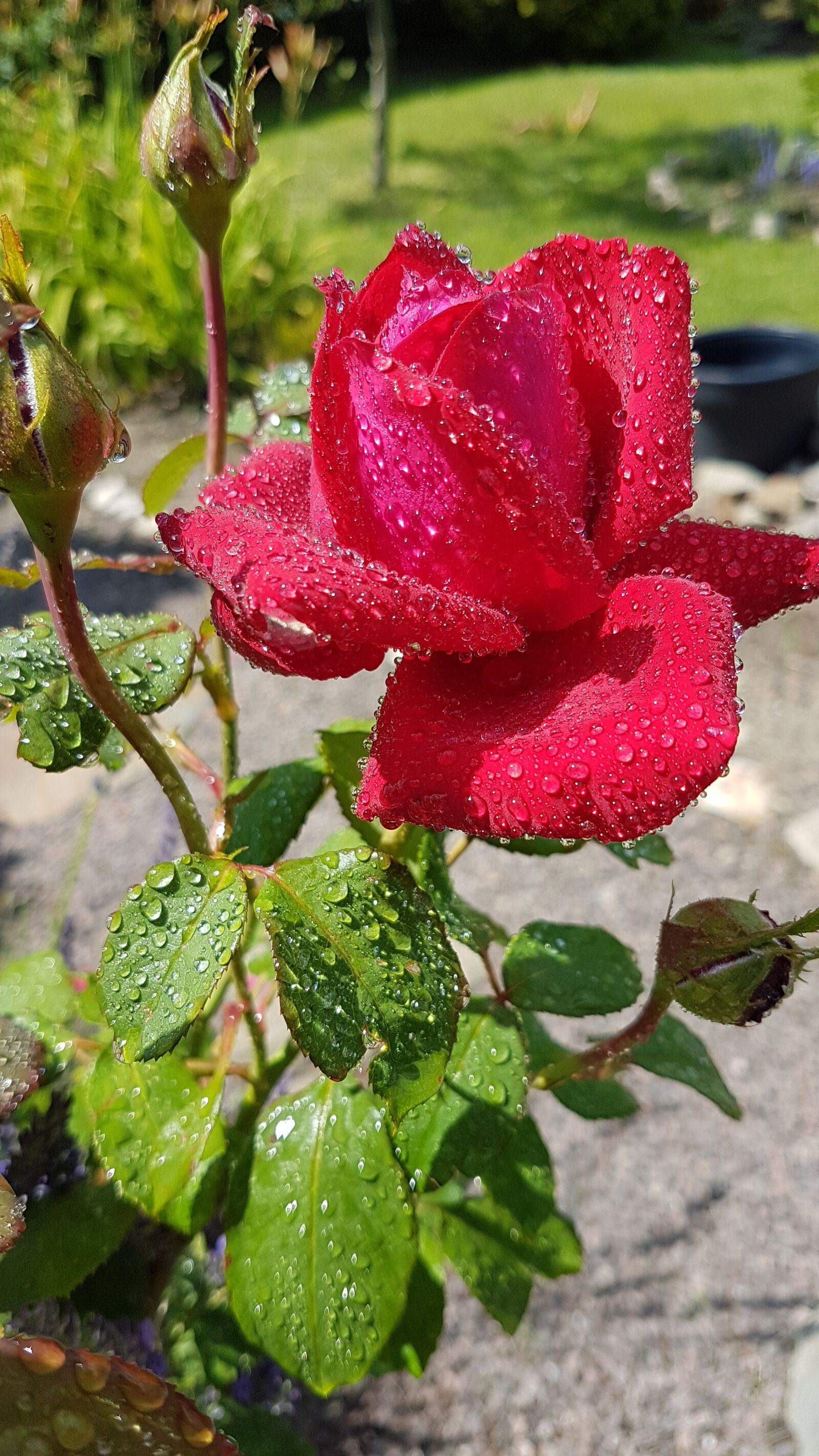 Samsung Galaxy S7 sample photo. Rose, flower, nature photography