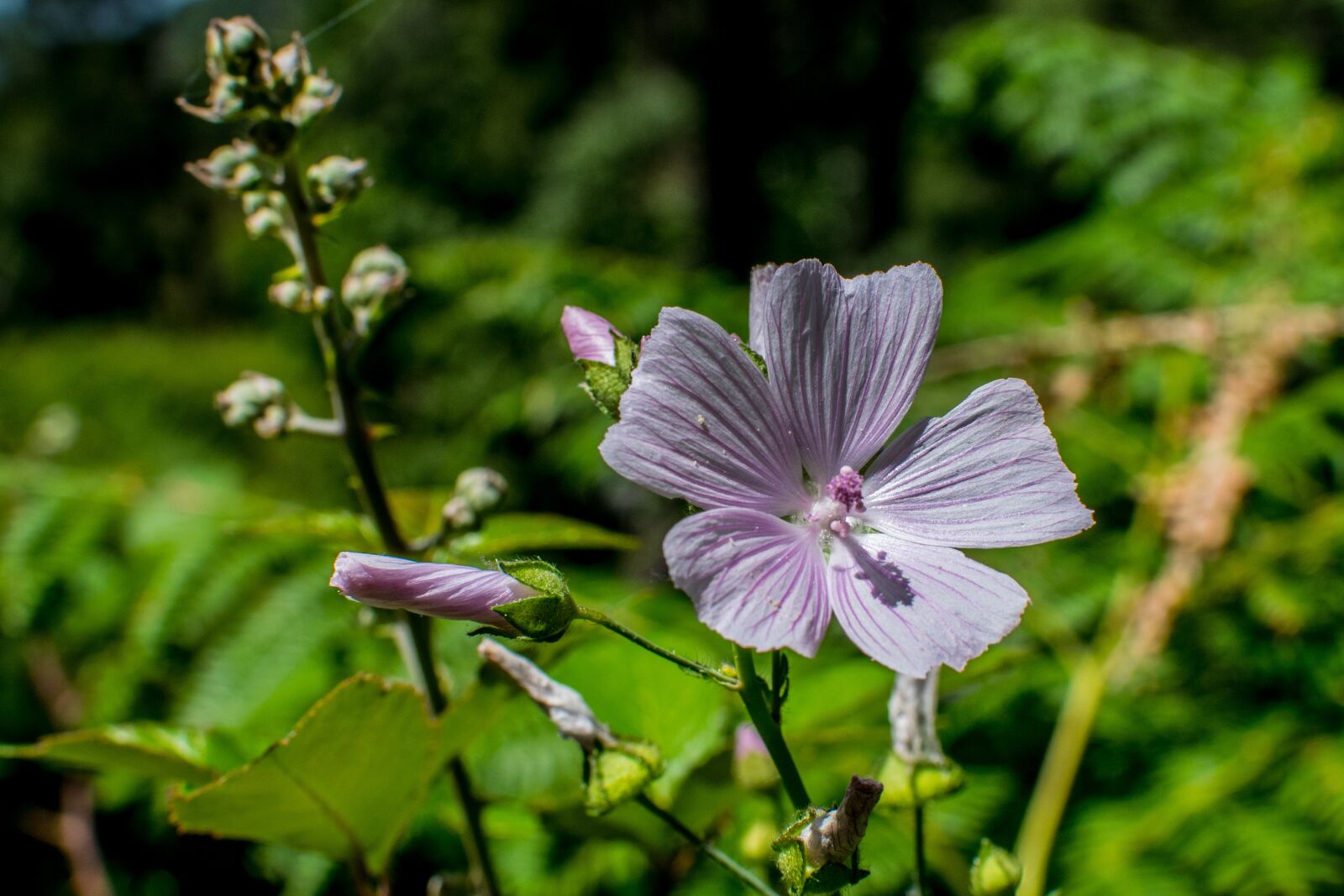 Nikon D3300 sample photo. Flowers, nature, summer photography