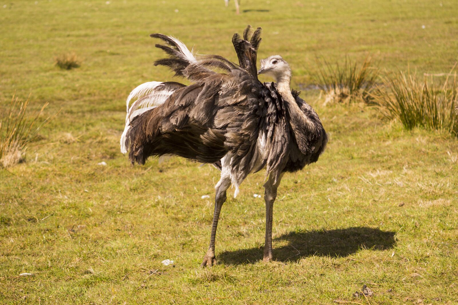Canon EF 55-200mm F4.5-5.6 II USM sample photo. Rhea bird, animal world photography