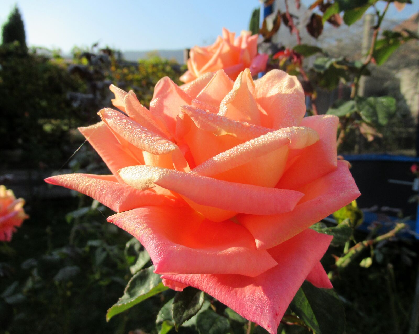 Canon PowerShot SX620 HS sample photo. Dew, in the morning photography