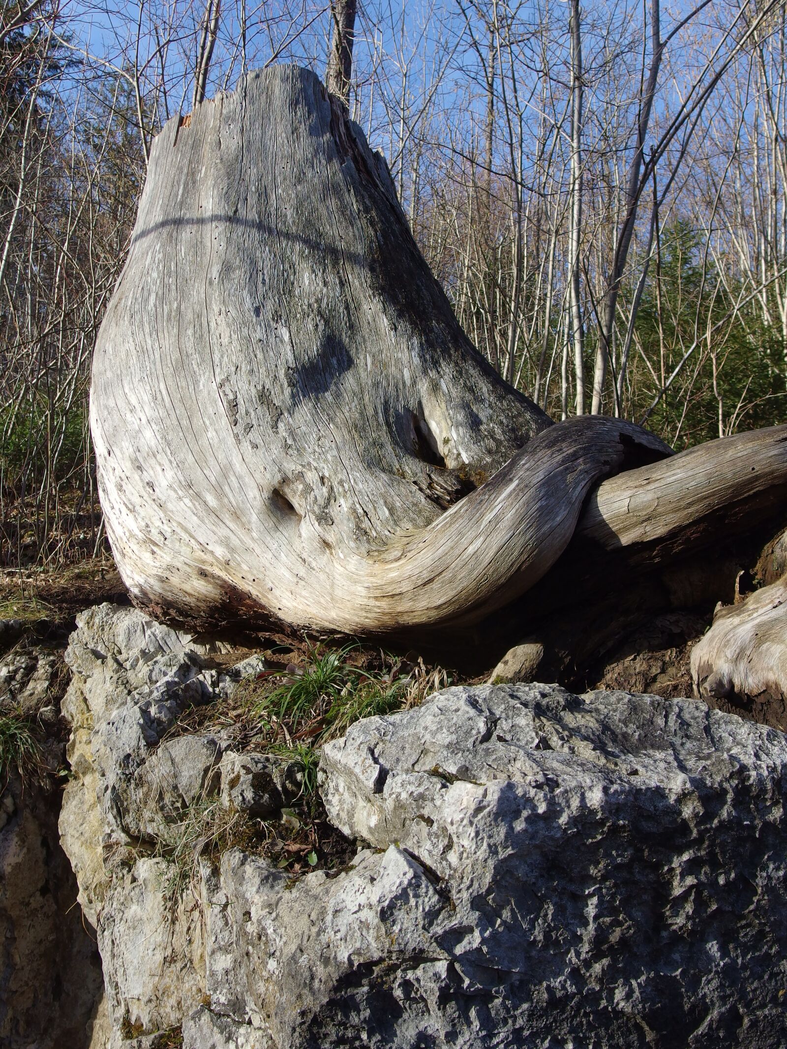 PENTAX RICOH IMAGING PENTAX MX-1 sample photo. Tree stump, tree, nature photography