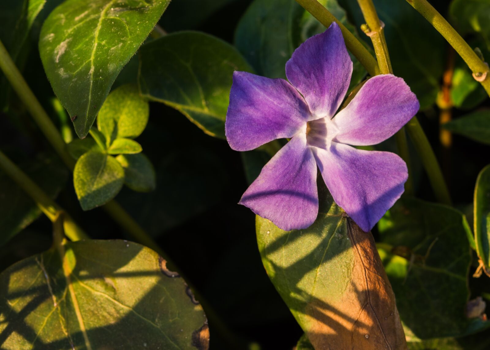Nikon D7200 sample photo. Sunset, purple, nature photography