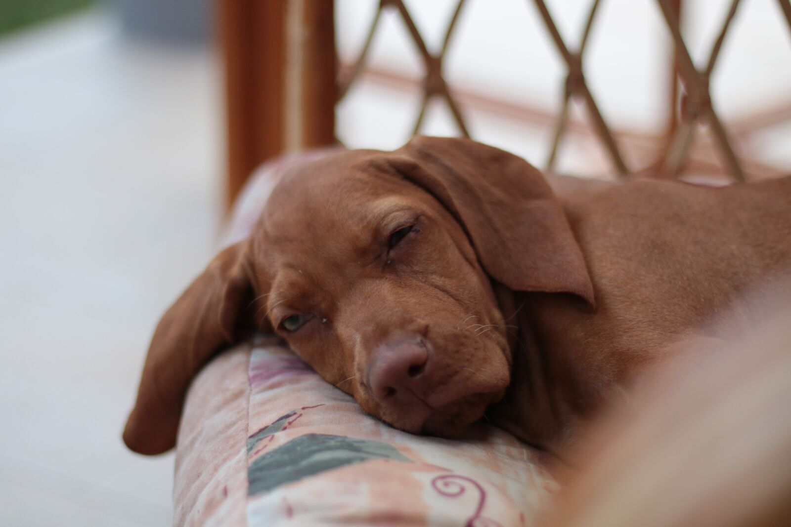 Canon EOS 70D + Canon EF 50mm F1.8 STM sample photo. Dog, sleep, recreation photography